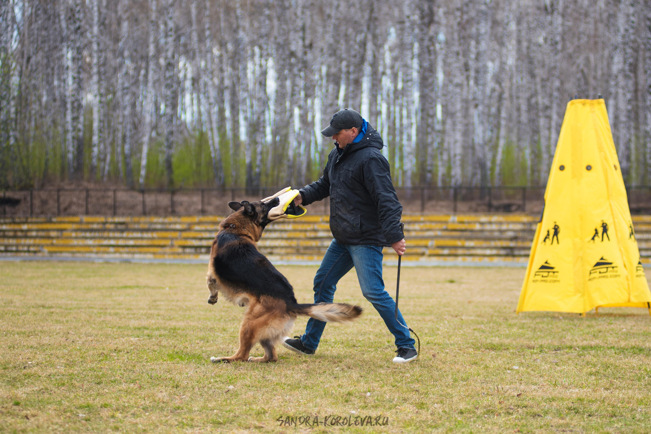 Тренинг с Сергеем Усковым май 2021 г.Тюмень. Дог-фотограф в Тюмени Александра Королева