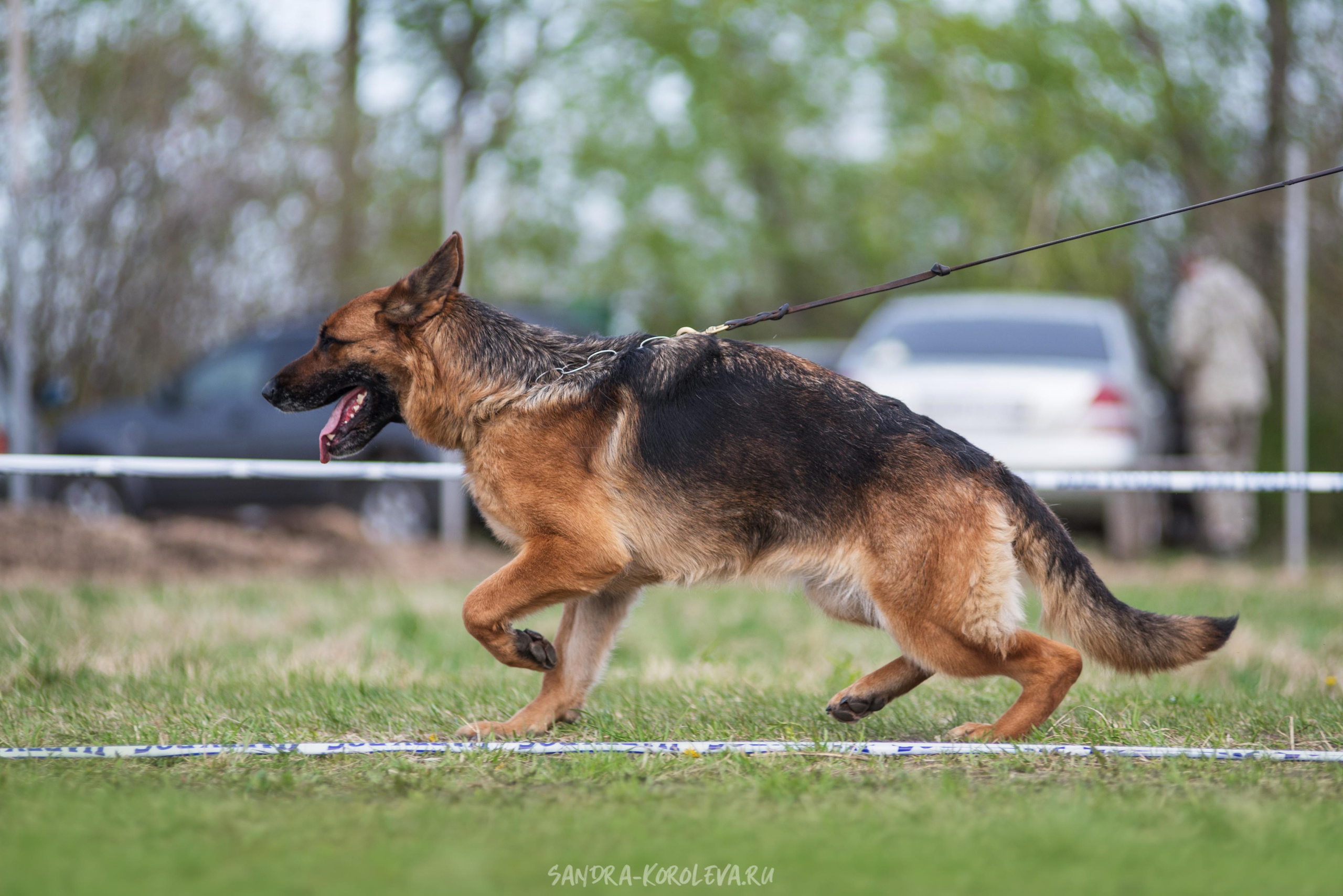 Монопородная выставка немецких овчарок 8 мая г. Челябинск. Дог-фотограф в Тюмени Александра Королева