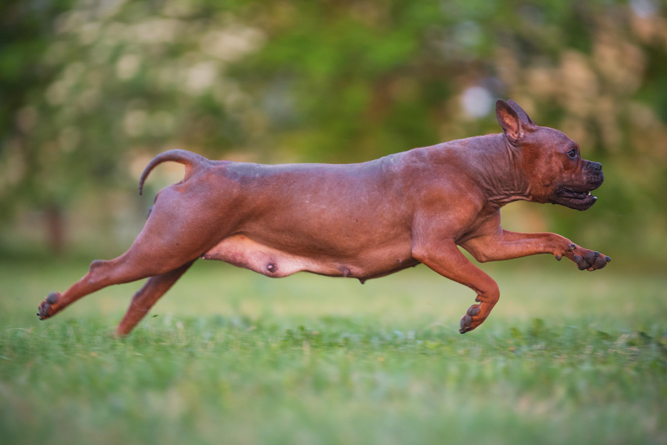 Тюменские чунцины Лева и Лисса. Дог-фотограф в Тюмени Александра Королева