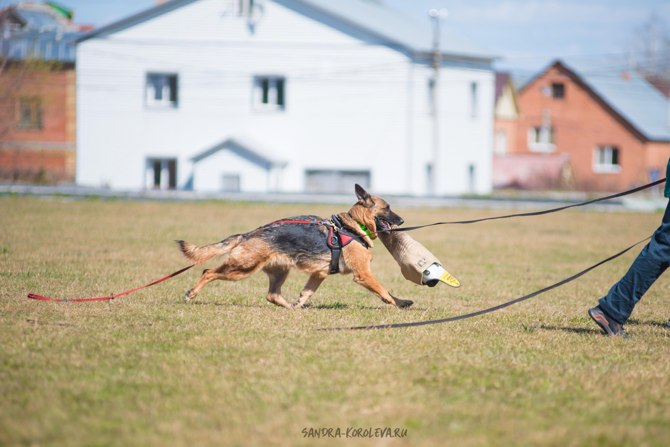 Тренинг с Сергеем Усковым май 2021 г.Тюмень. Дог-фотограф в Тюмени Александра Королева