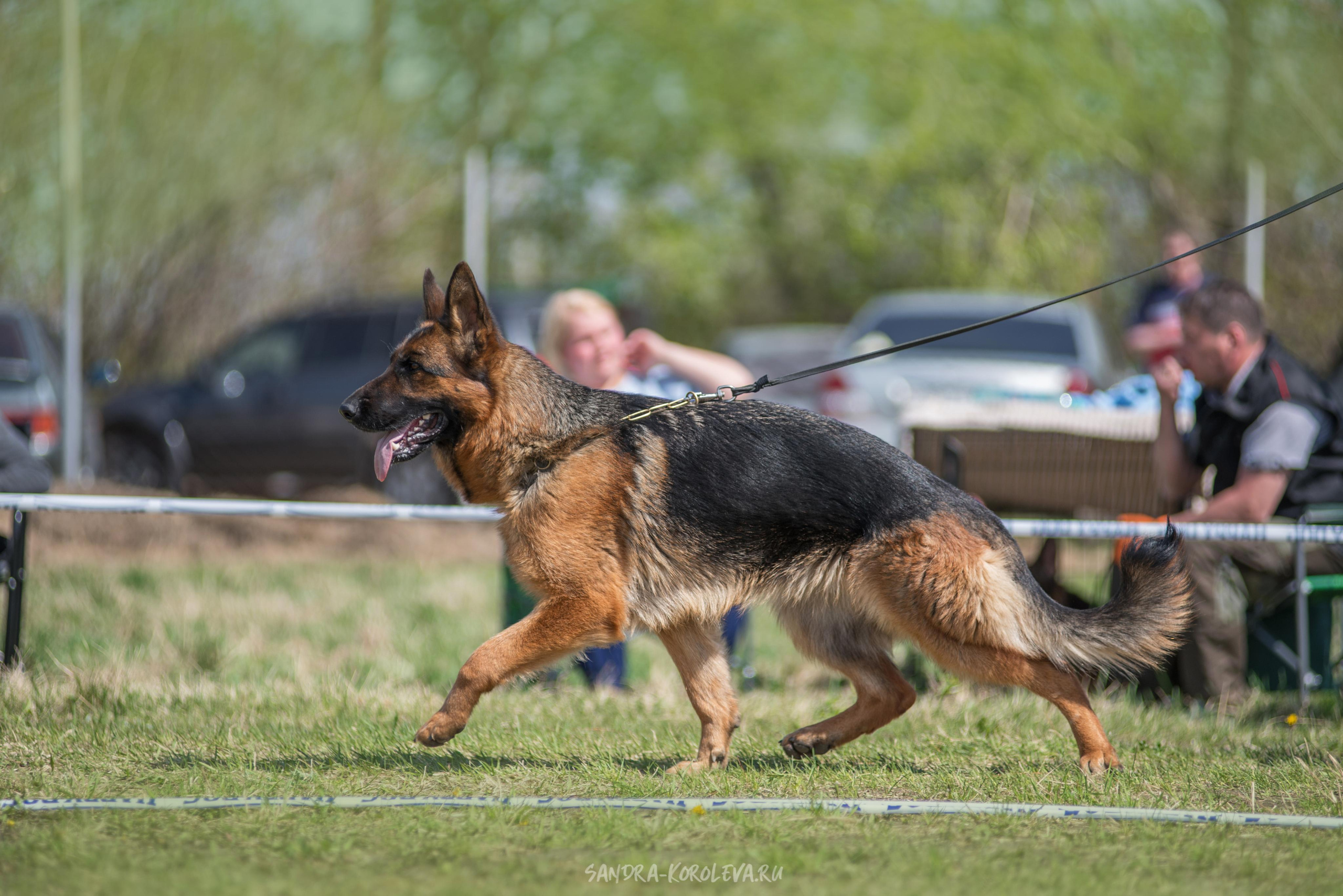 Монопородная выставка немецких овчарок 8 мая г. Челябинск. Дог-фотограф в Тюмени Александра Королева