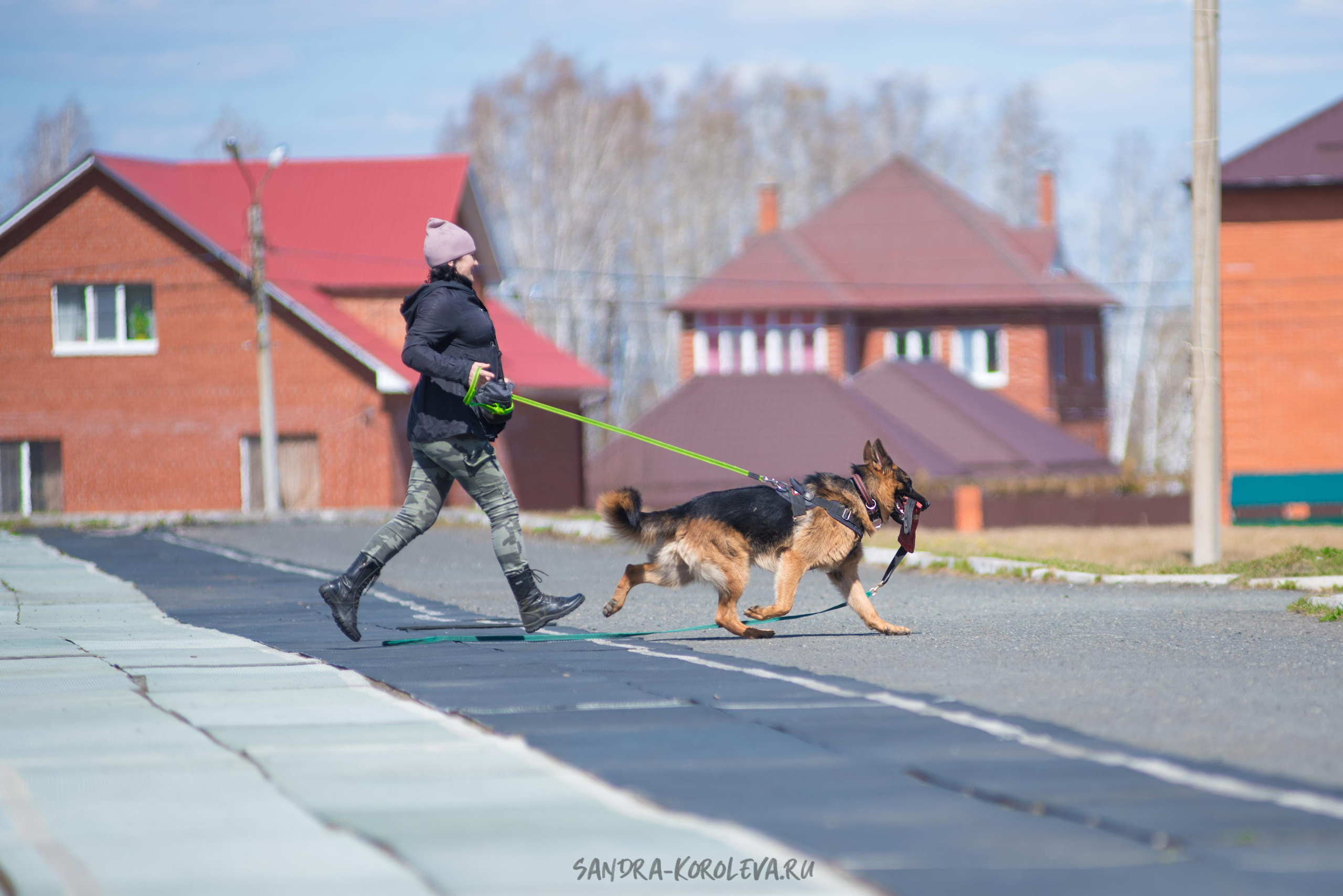 Тренинг с Сергеем Усковым май 2021 г.Тюмень. Дог-фотограф в Тюмени Александра Королева