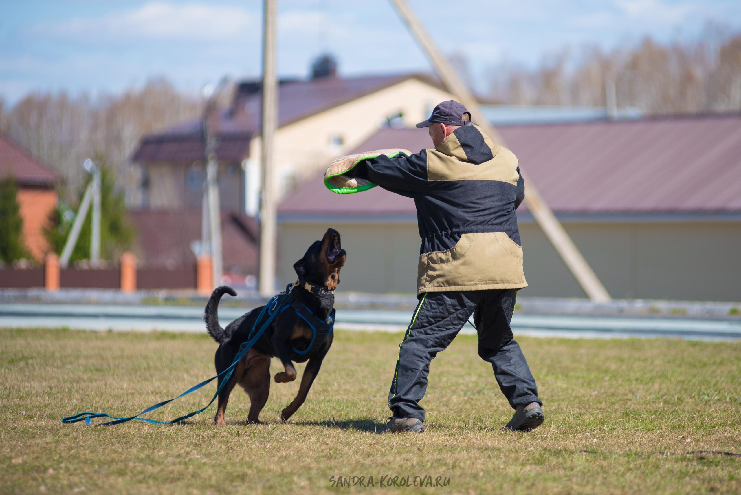 Тренинг с Сергеем Усковым май 2021 г.Тюмень. Дог-фотограф в Тюмени Александра Королева