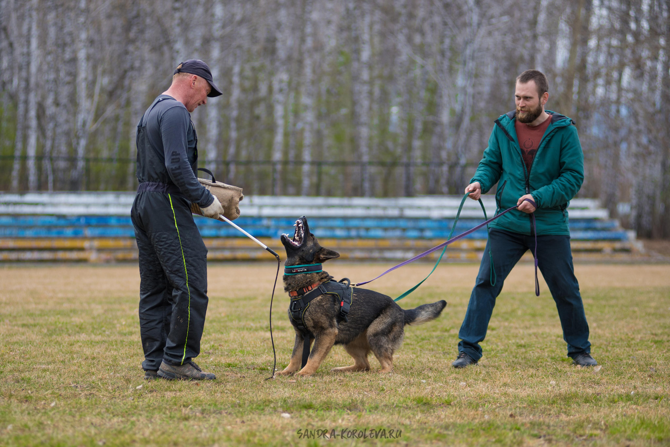 Тренинг с Сергеем Усковым май 2021 г.Тюмень. Дог-фотограф в Тюмени Александра Королева