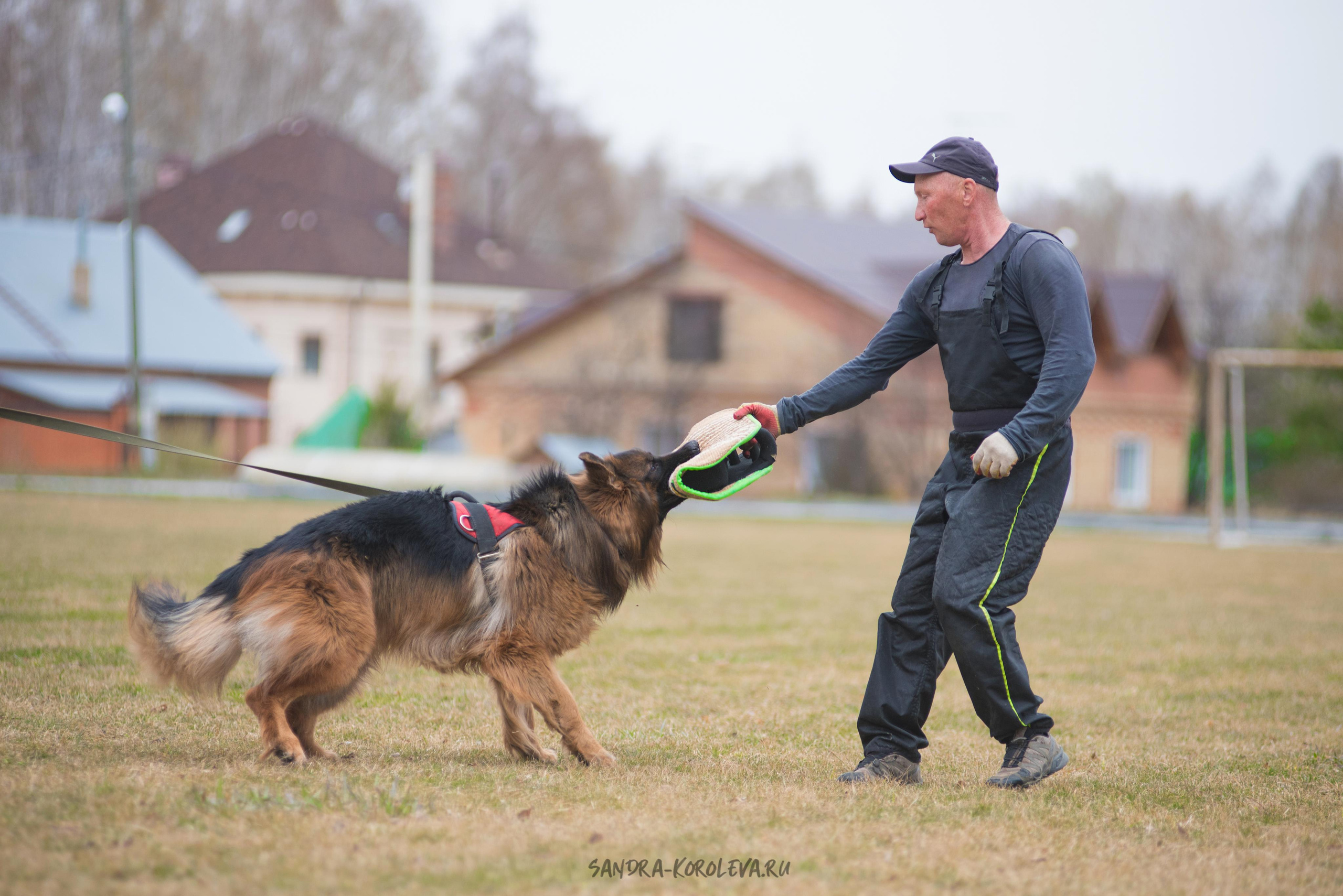 Тренинг с Сергеем Усковым май 2021 г.Тюмень. Дог-фотограф в Тюмени Александра Королева