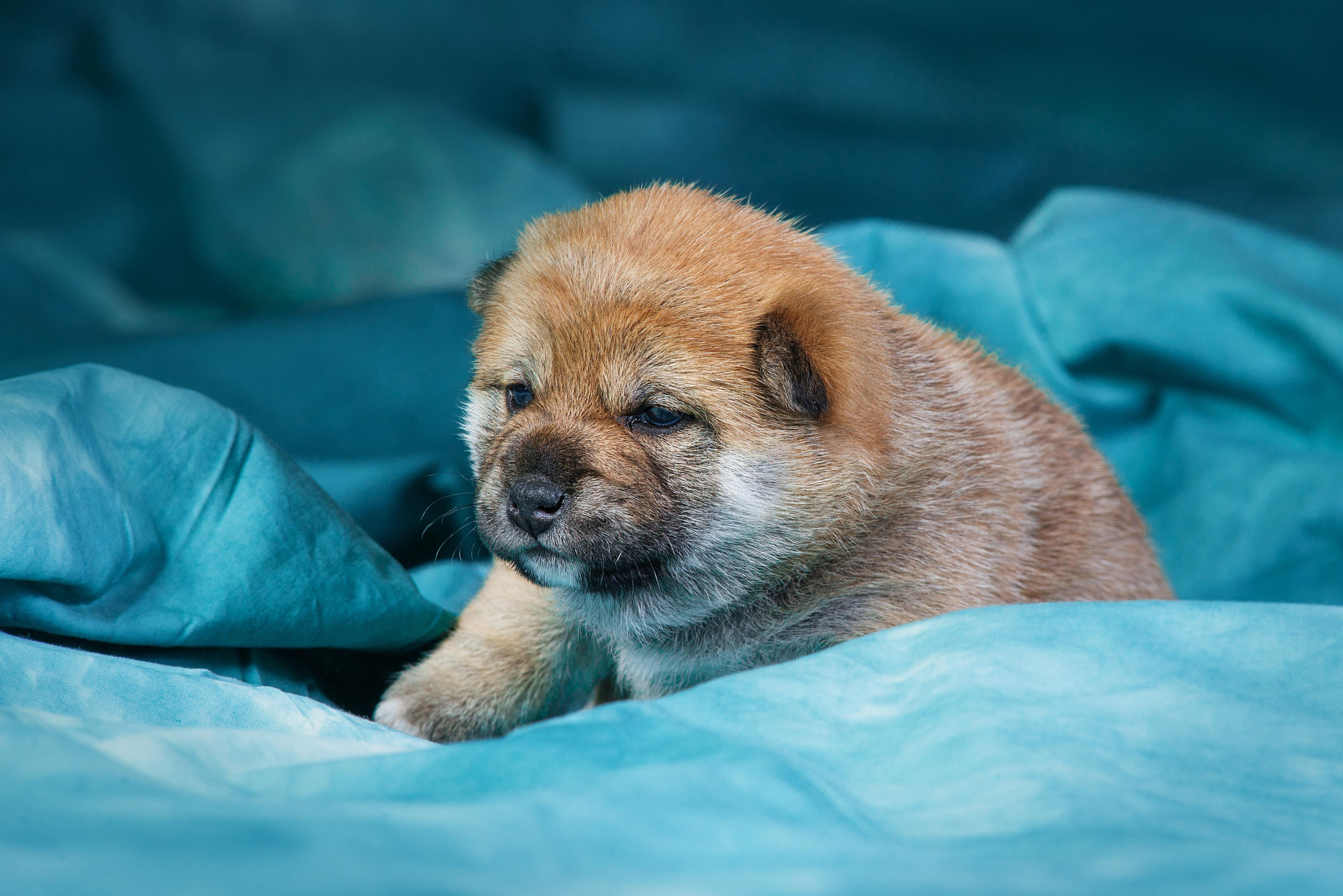 Маленькие сибы <3. Дог-фотограф в Тюмени Александра Королева