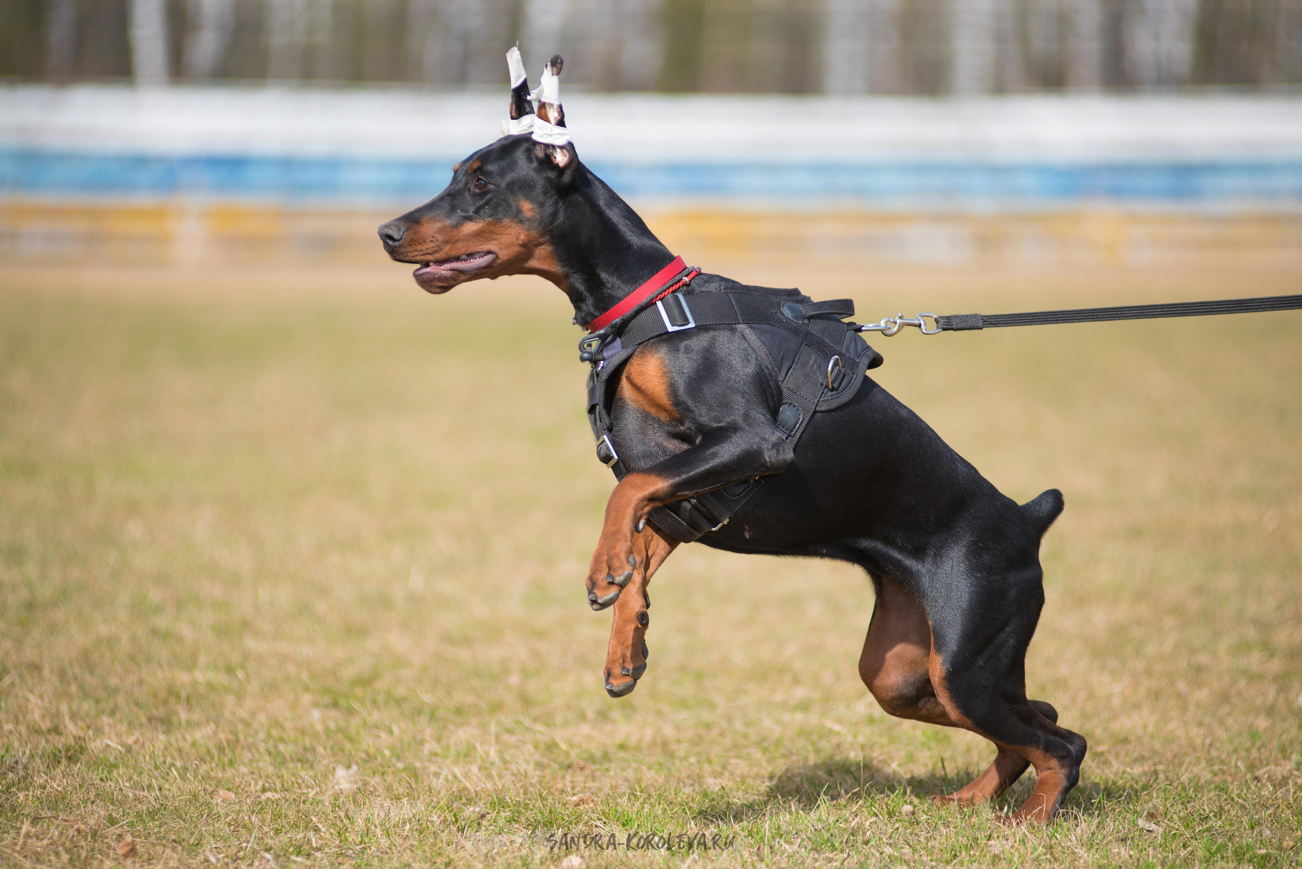 Тренинг с Сергеем Усковым май 2021 г.Тюмень. Дог-фотограф в Тюмени Александра Королева