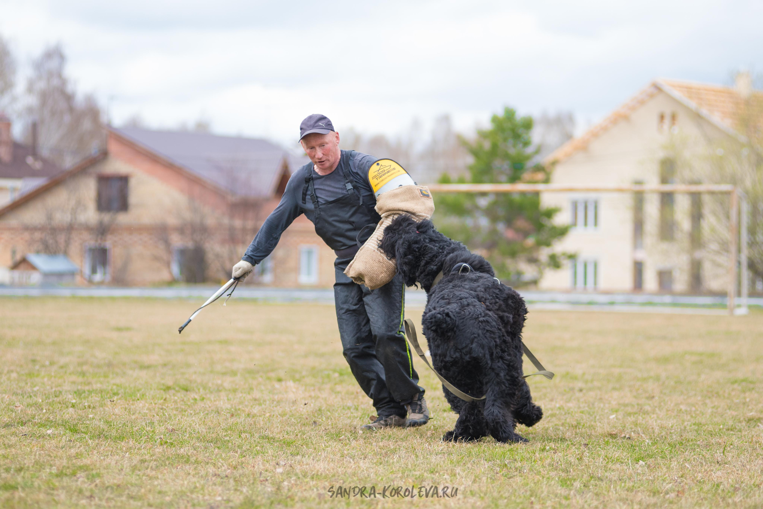 Тренинг с Сергеем Усковым май 2021 г.Тюмень. Дог-фотограф в Тюмени Александра Королева