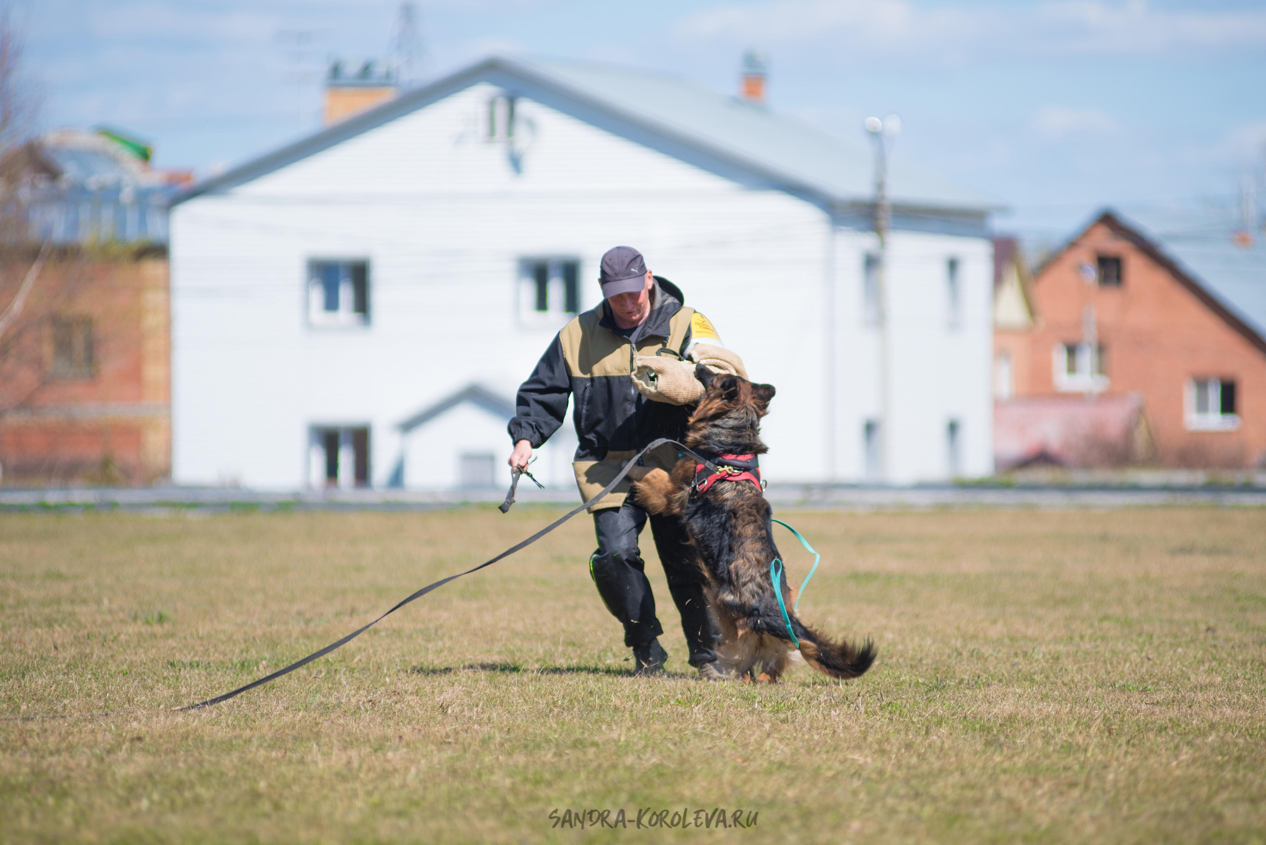 Тренинг с Сергеем Усковым май 2021 г.Тюмень. Дог-фотограф в Тюмени Александра Королева