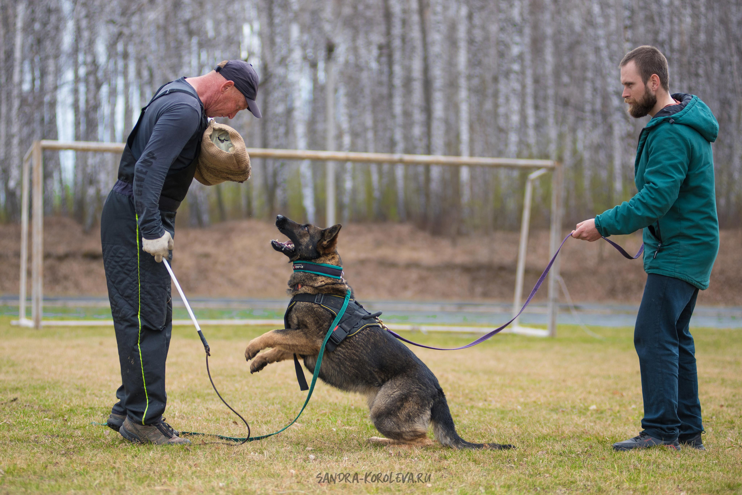 Тренинг с Сергеем Усковым май 2021 г.Тюмень. Дог-фотограф в Тюмени Александра Королева