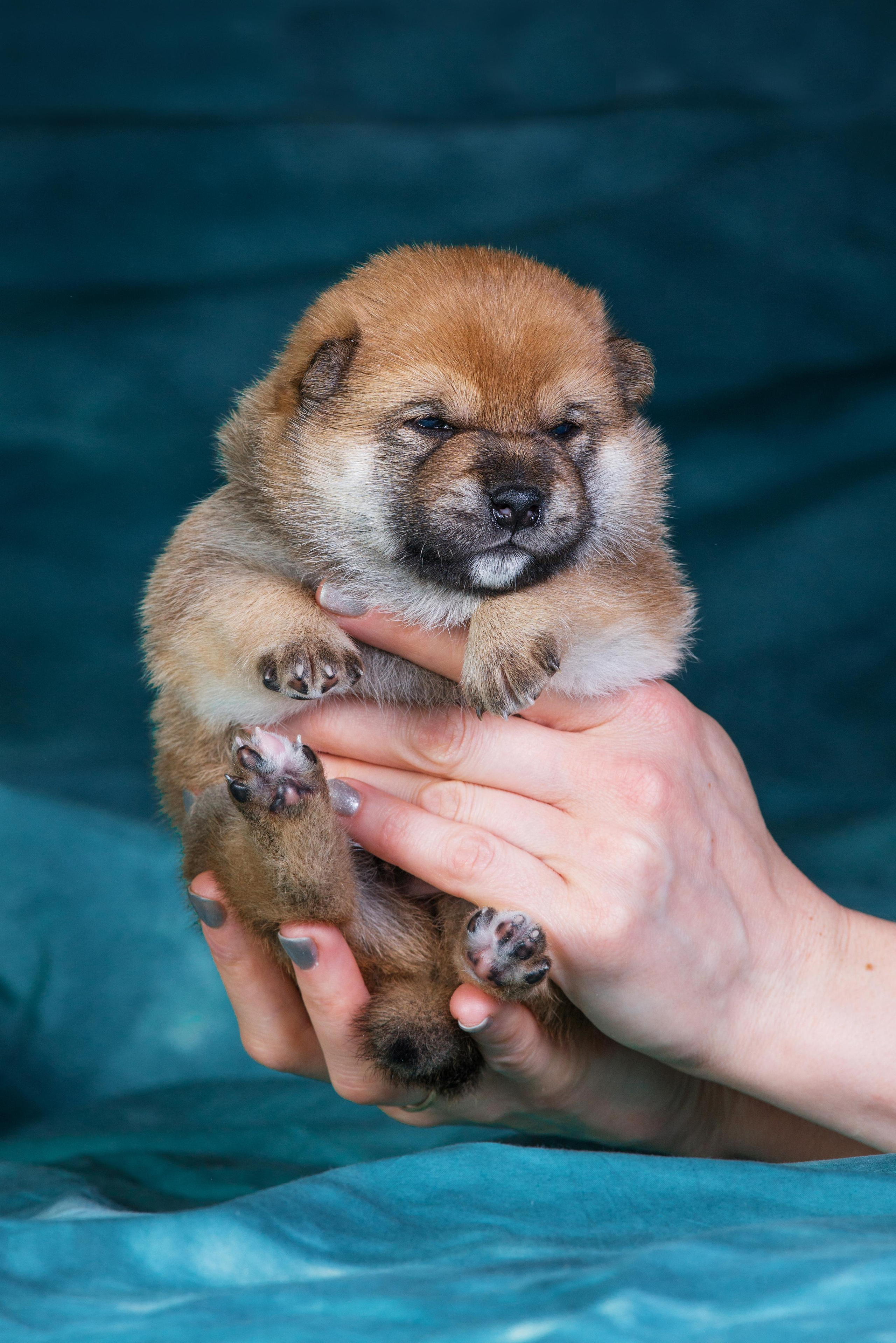 Маленькие сибы <3. Дог-фотограф в Тюмени Александра Королева