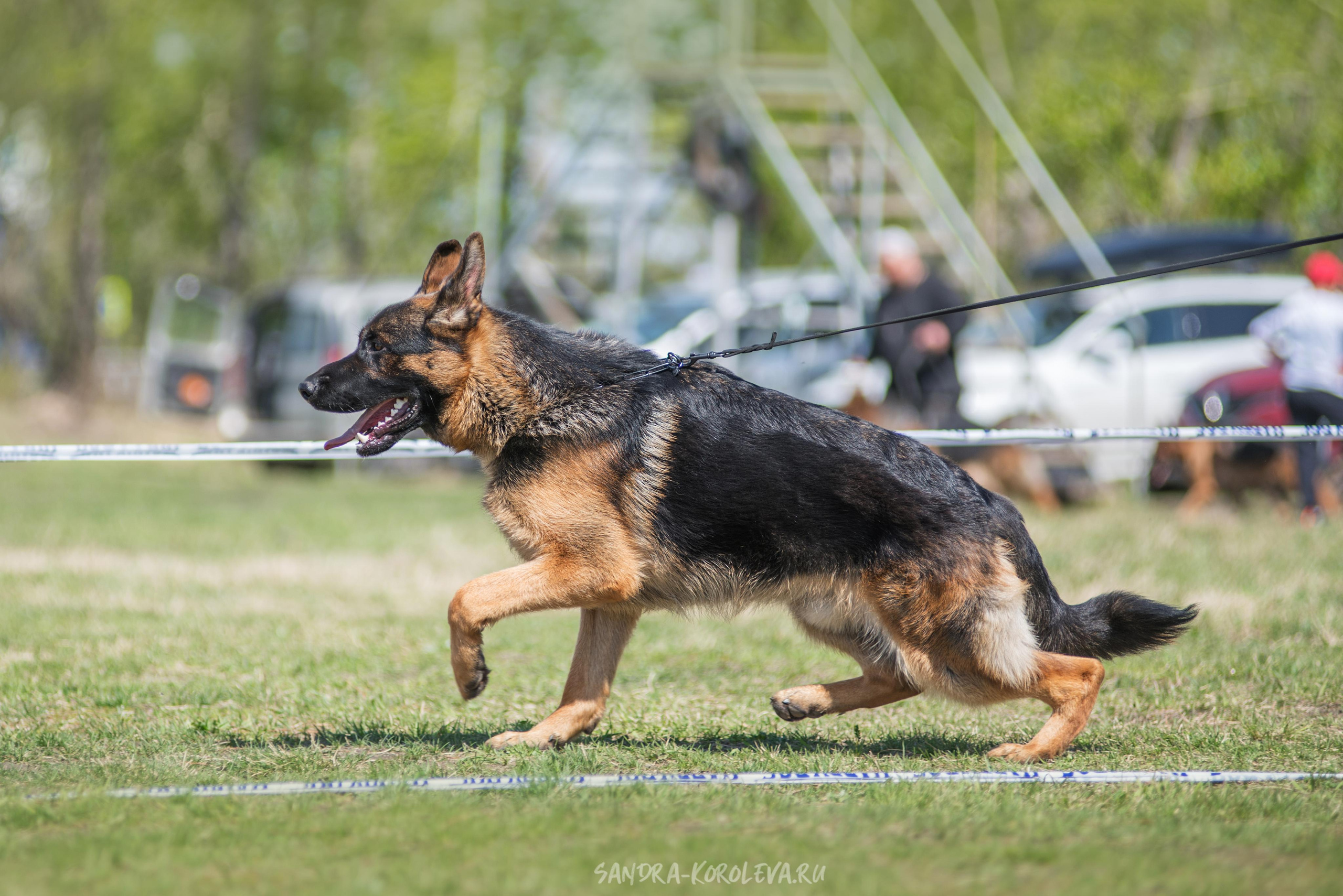 Монопородная выставка немецких овчарок 8 мая г. Челябинск. Дог-фотограф в Тюмени Александра Королева
