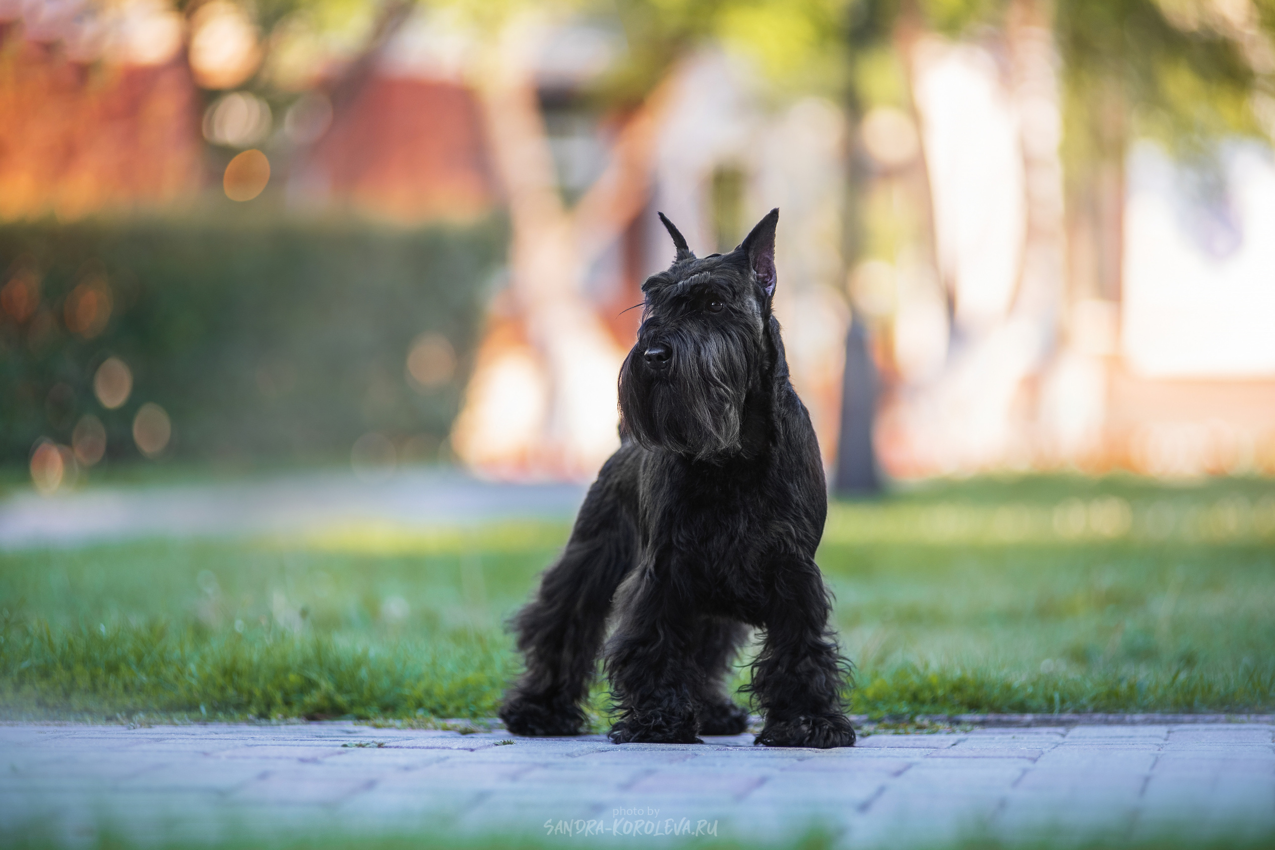 Цвергшнауцер. Дог-фотограф в Тюмени Александра Королева