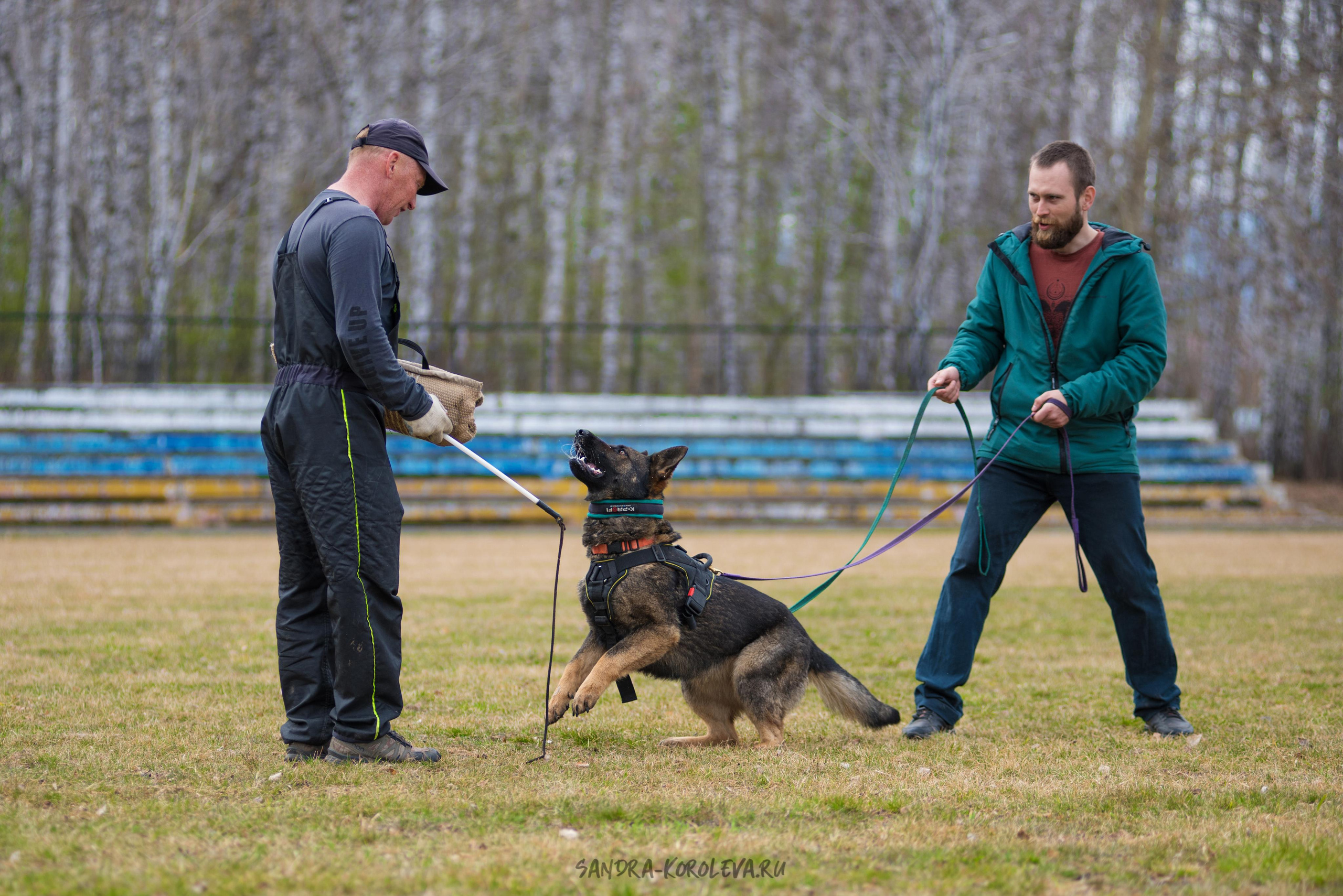 Тренинг с Сергеем Усковым май 2021 г.Тюмень. Дог-фотограф в Тюмени Александра Королева