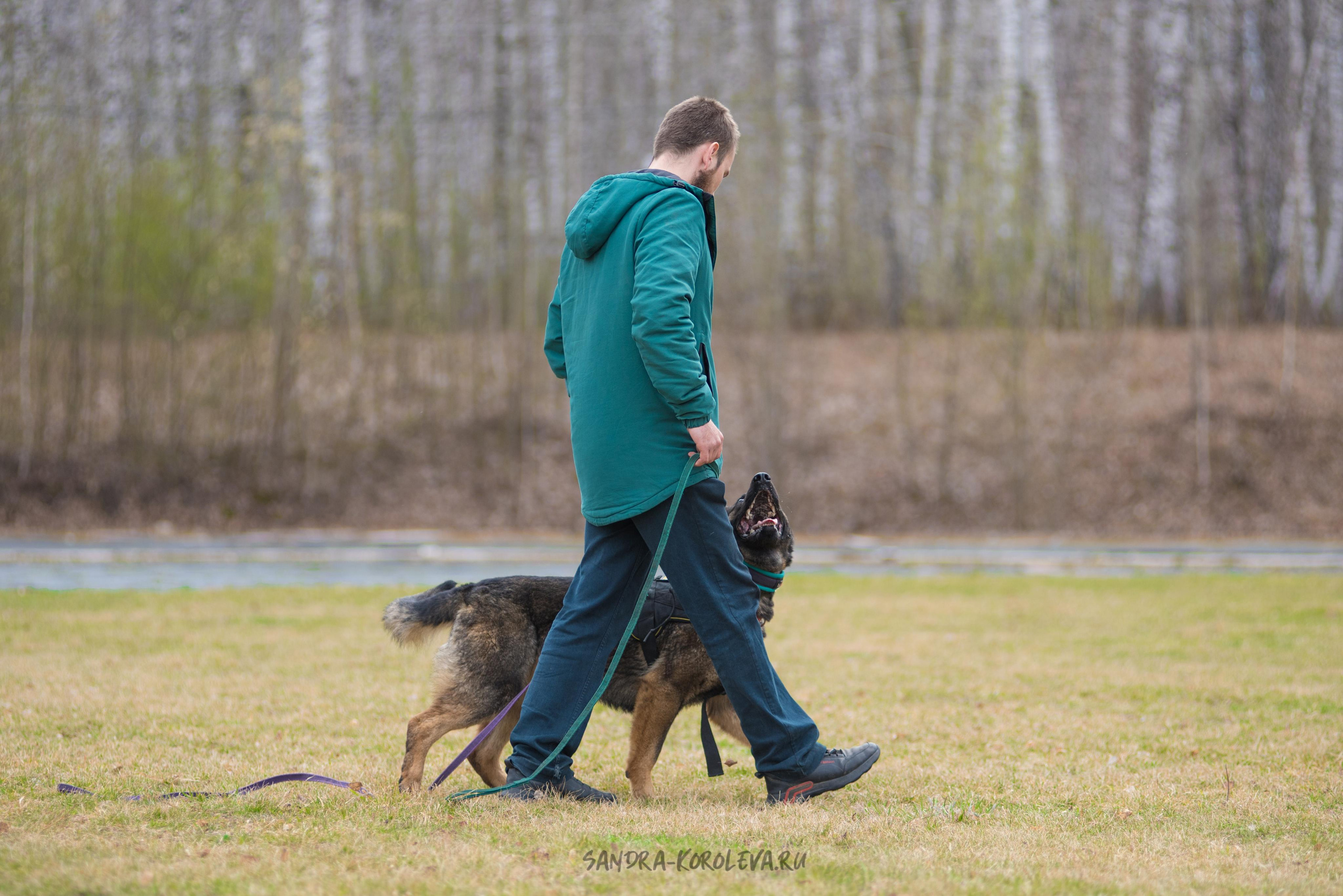 Тренинг с Сергеем Усковым май 2021 г.Тюмень. Дог-фотограф в Тюмени Александра Королева