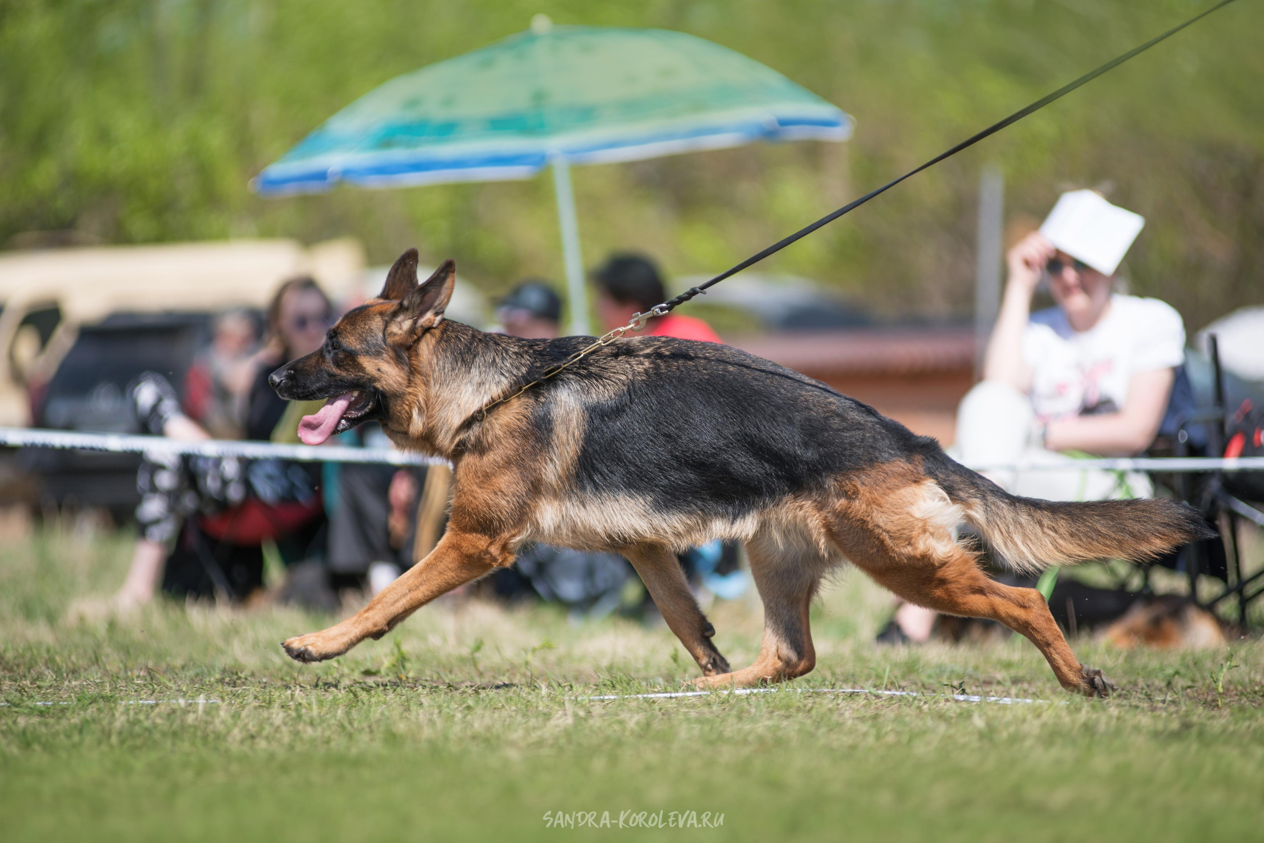Монопородная выставка немецких овчарок 8 мая г. Челябинск. Дог-фотограф в Тюмени Александра Королева