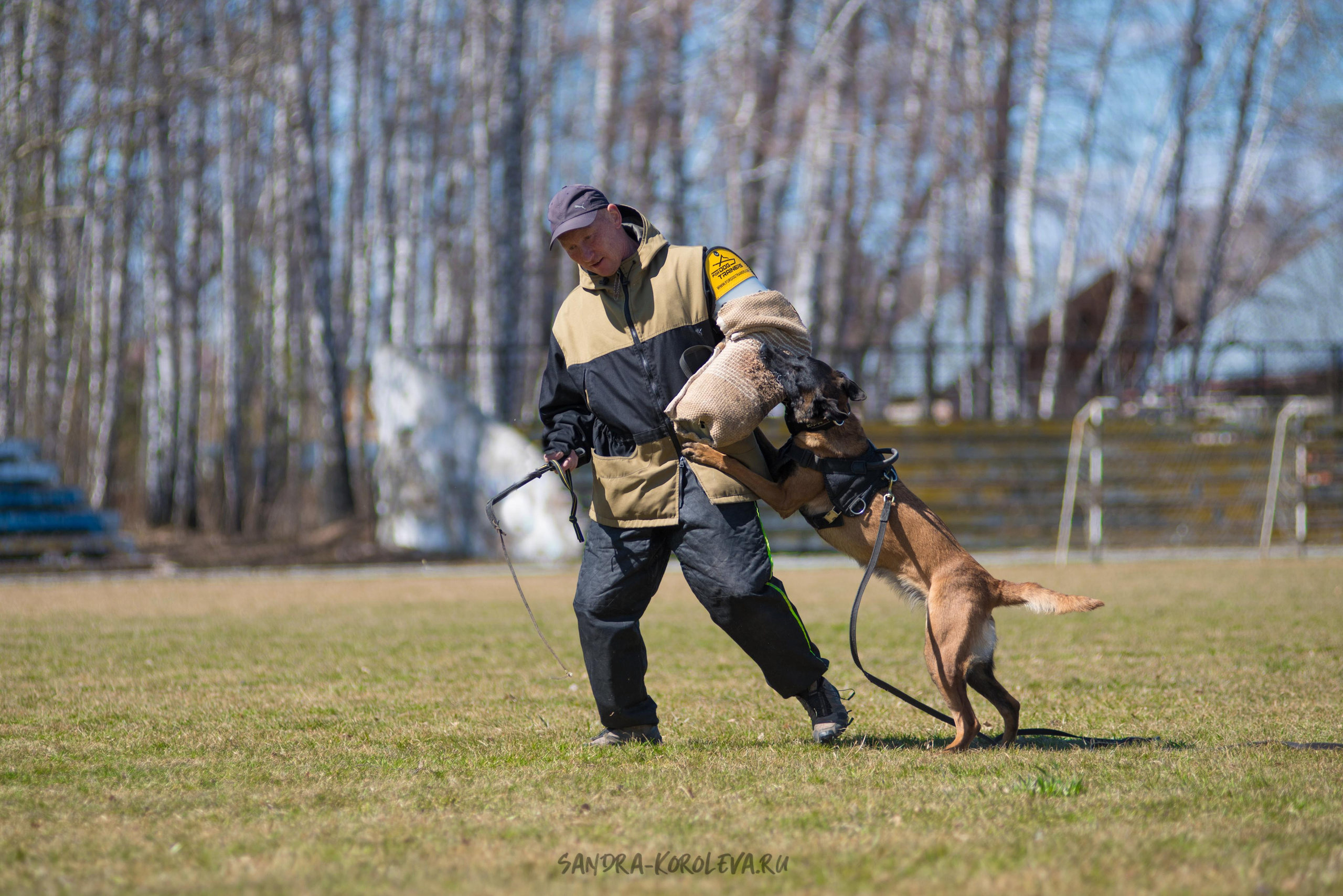 Тренинг с Сергеем Усковым май 2021 г.Тюмень. Дог-фотограф в Тюмени Александра Королева