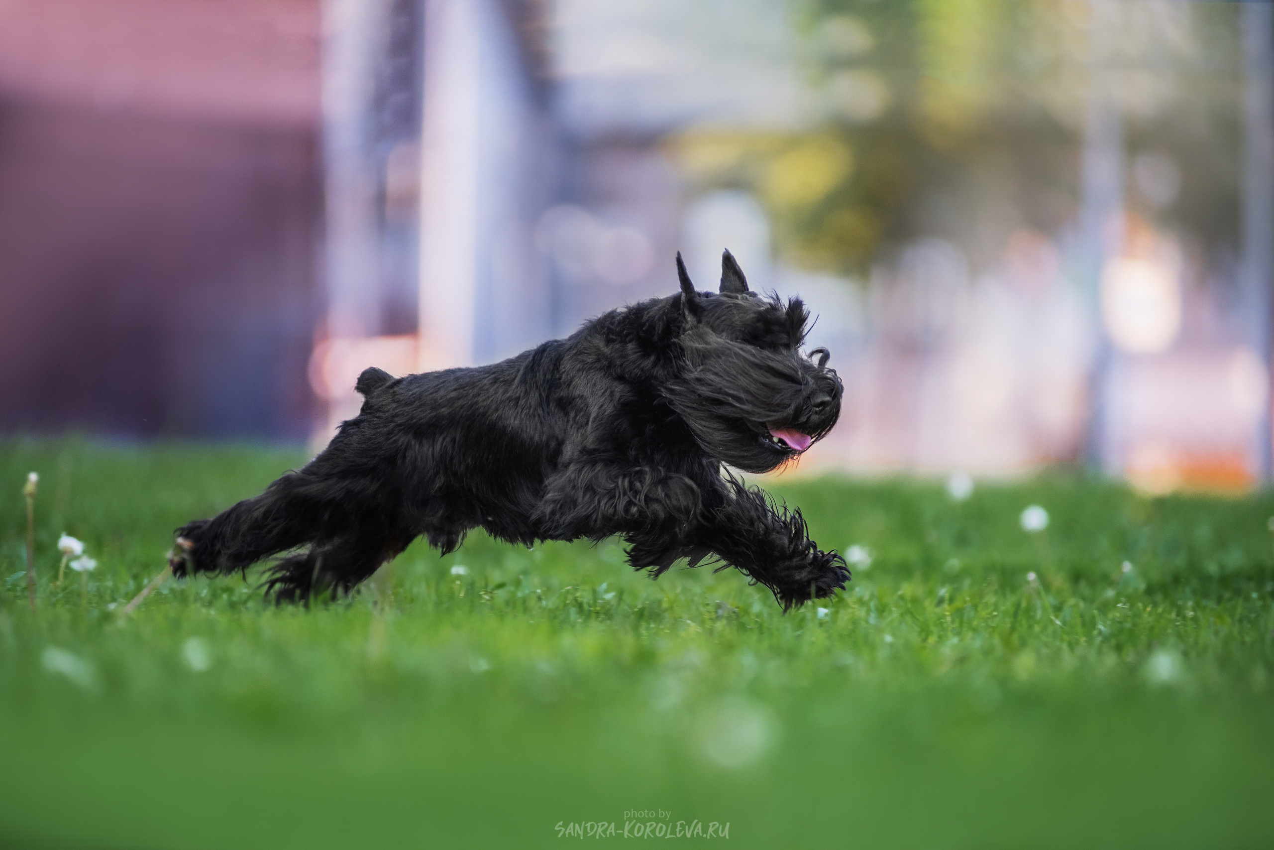 Цвергшнауцер. Дог-фотограф в Тюмени Александра Королева