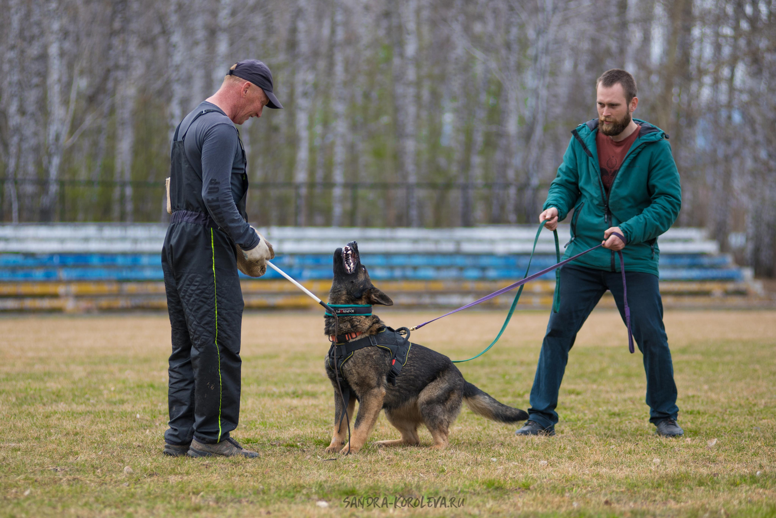 Тренинг с Сергеем Усковым май 2021 г.Тюмень. Дог-фотограф в Тюмени Александра Королева