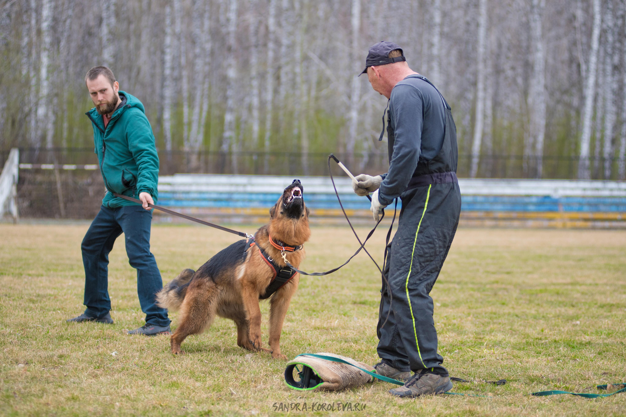 Тренинг с Сергеем Усковым май 2021 г.Тюмень. Дог-фотограф в Тюмени Александра Королева