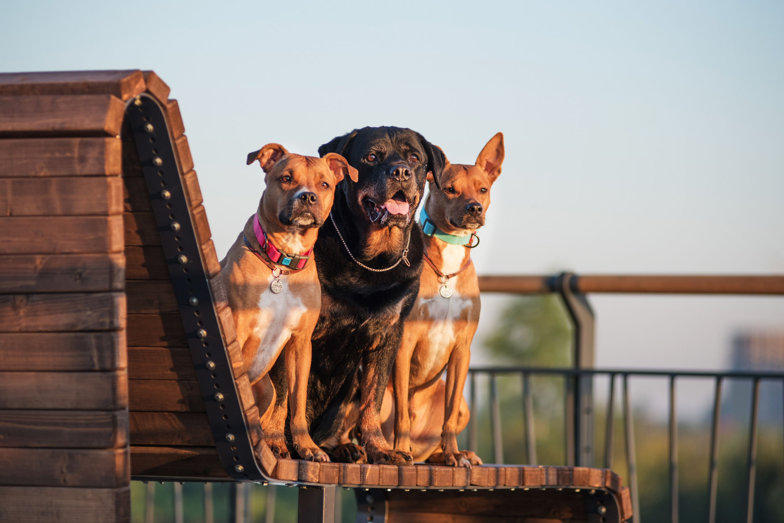 Лиза, Буня и Корж. Весна цветущая. Дог-фотограф в Тюмени Александра Королева