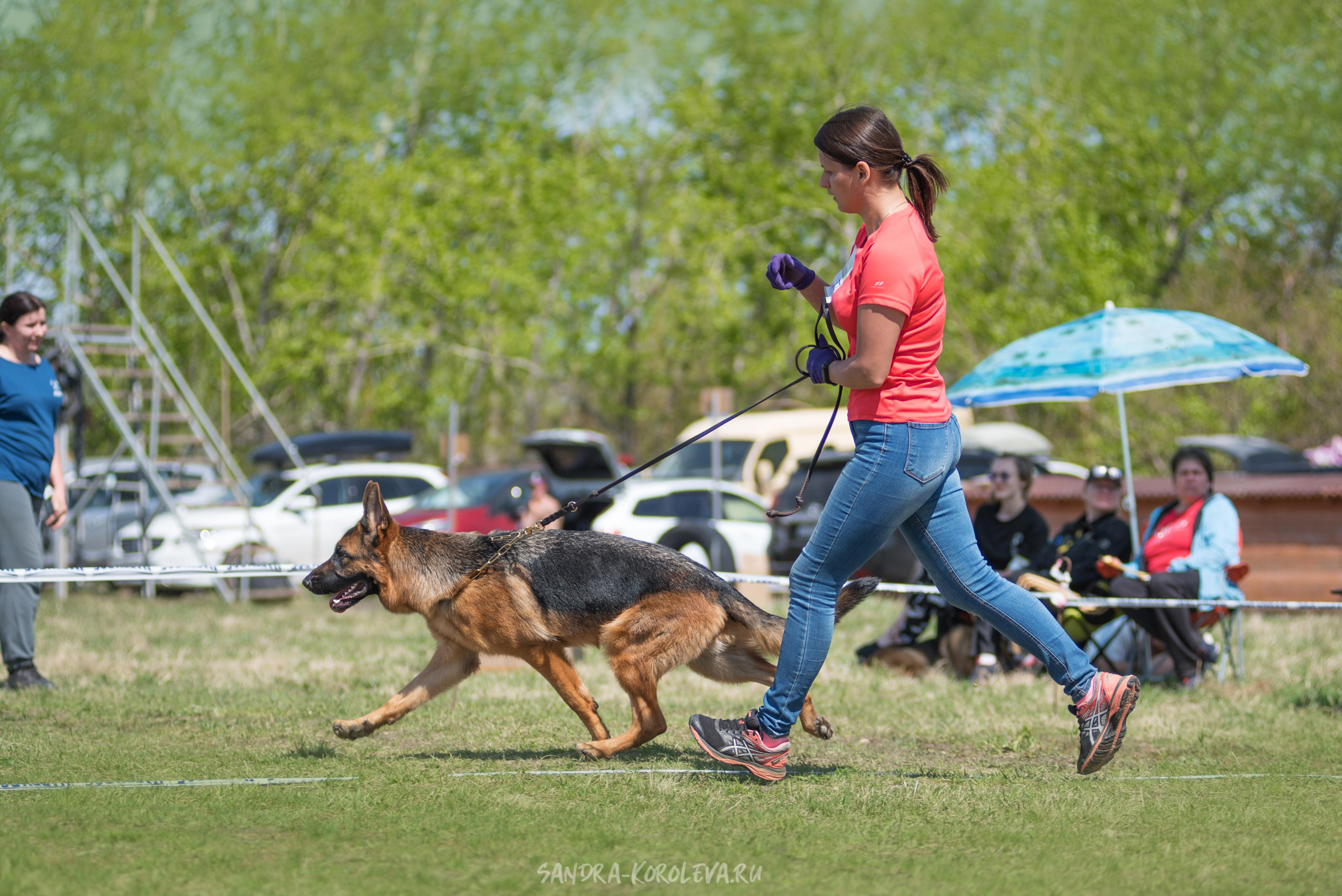 Монопородная выставка немецких овчарок 8 мая г. Челябинск. Дог-фотограф в Тюмени Александра Королева