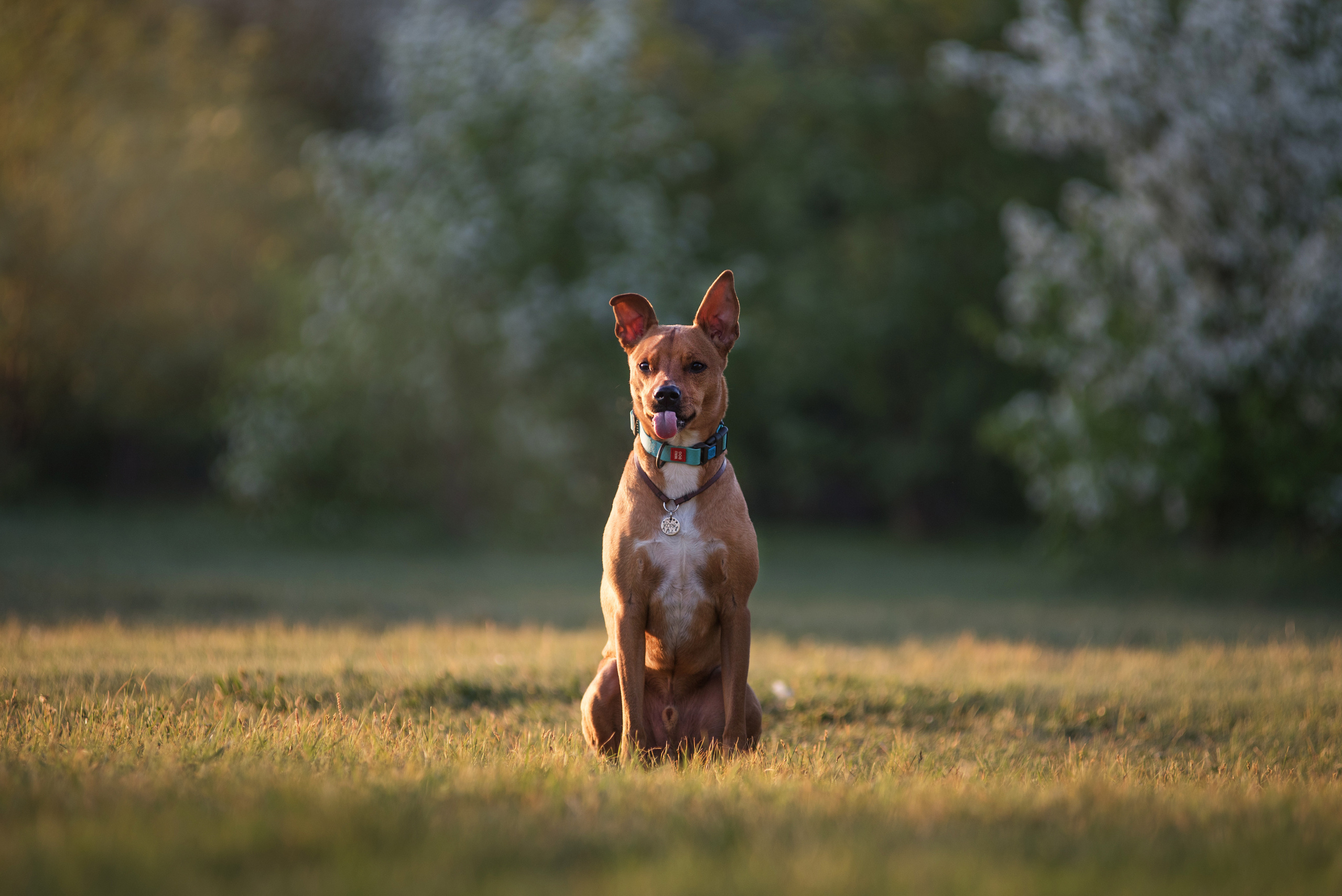 Лиза, Буня и Корж. Весна цветущая. Дог-фотограф в Тюмени Александра Королева