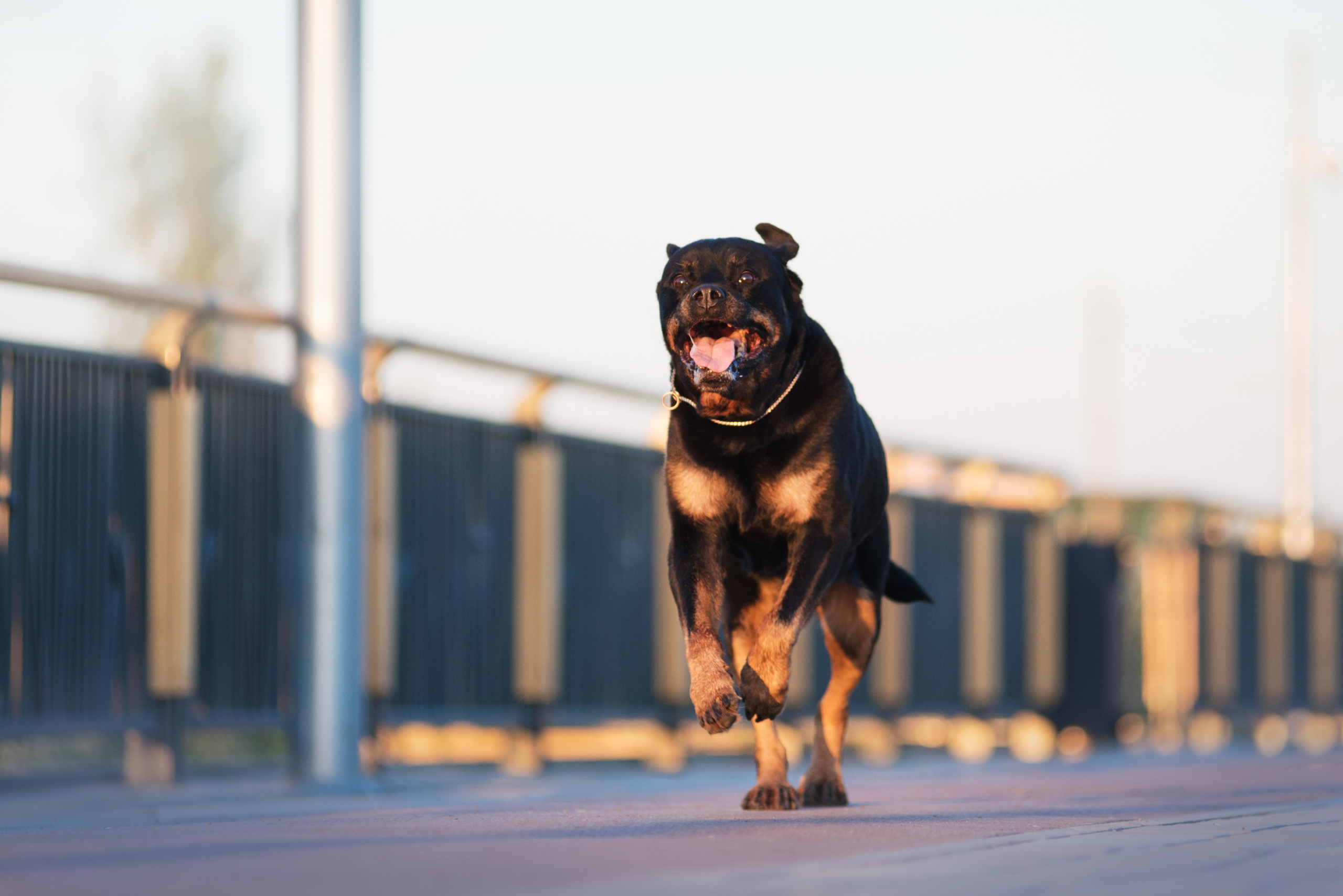 Лиза, Буня и Корж. Весна цветущая. Дог-фотограф в Тюмени Александра Королева