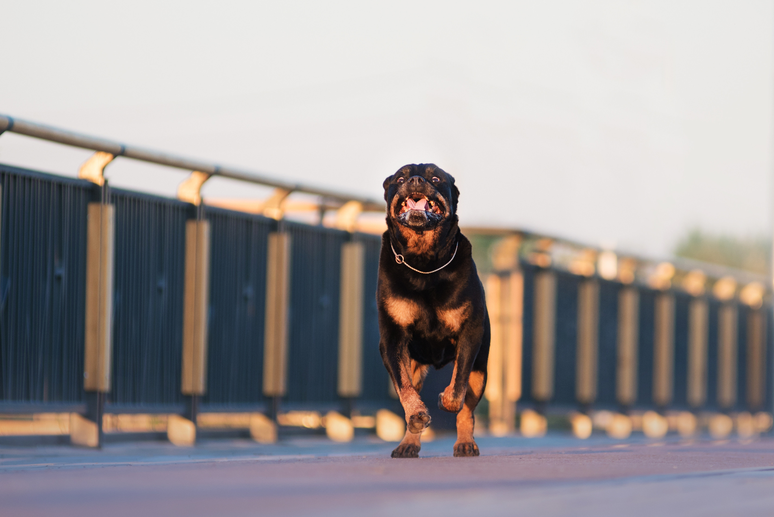 Лиза, Буня и Корж. Весна цветущая. Дог-фотограф в Тюмени Александра Королева