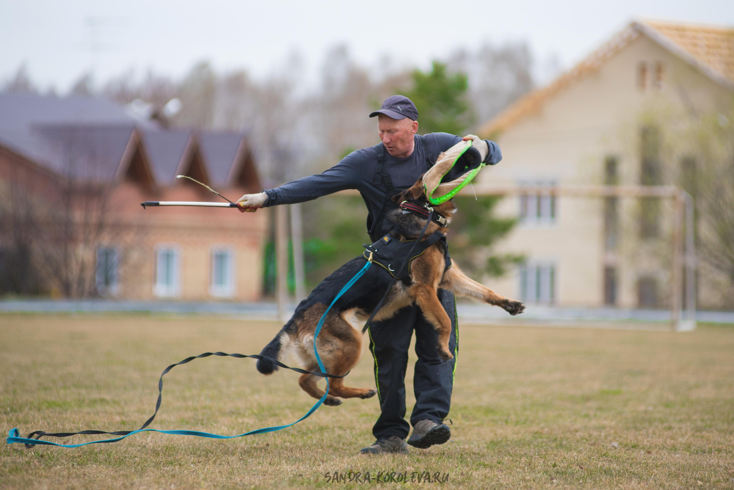 Тренинг с Сергеем Усковым май 2021 г.Тюмень. Дог-фотограф в Тюмени Александра Королева