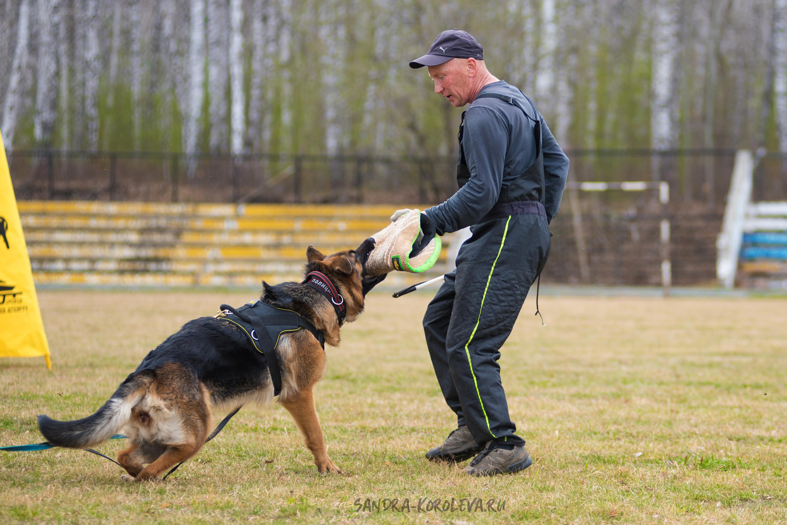 Тренинг с Сергеем Усковым май 2021 г.Тюмень. Дог-фотограф в Тюмени Александра Королева