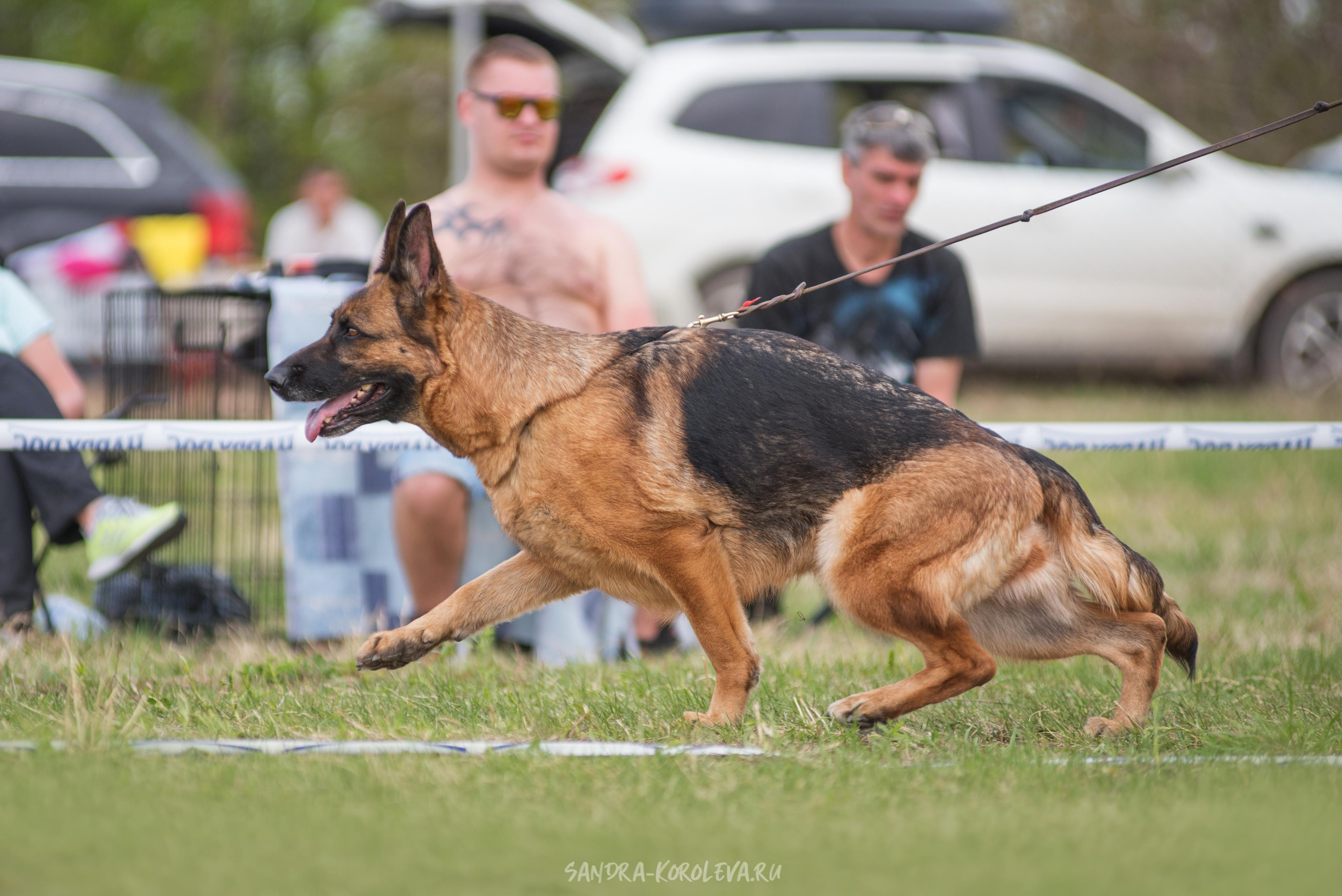 Монопородная выставка немецких овчарок 8 мая г. Челябинск. Дог-фотограф в Тюмени Александра Королева