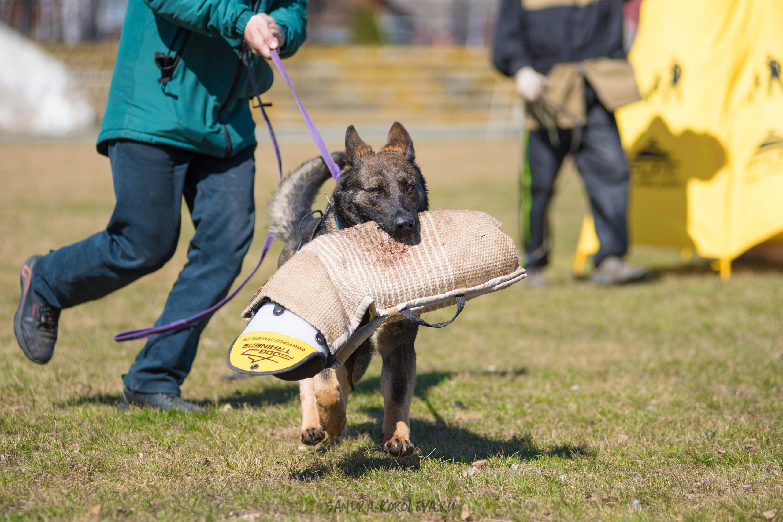 Тренинг с Сергеем Усковым май 2021 г.Тюмень. Дог-фотограф в Тюмени Александра Королева
