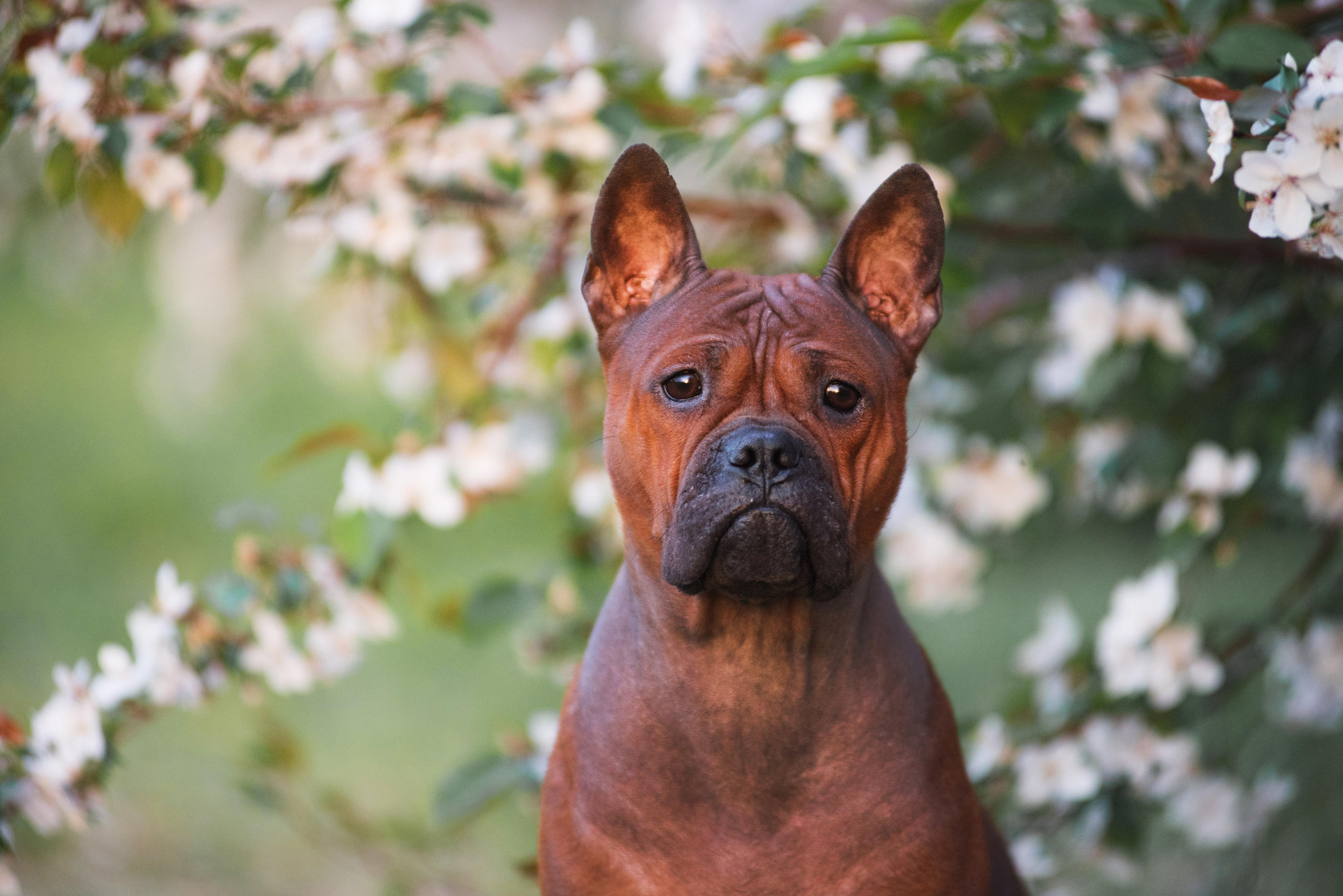 Тюменские чунцины Лева и Лисса. Дог-фотограф в Тюмени Александра Королева