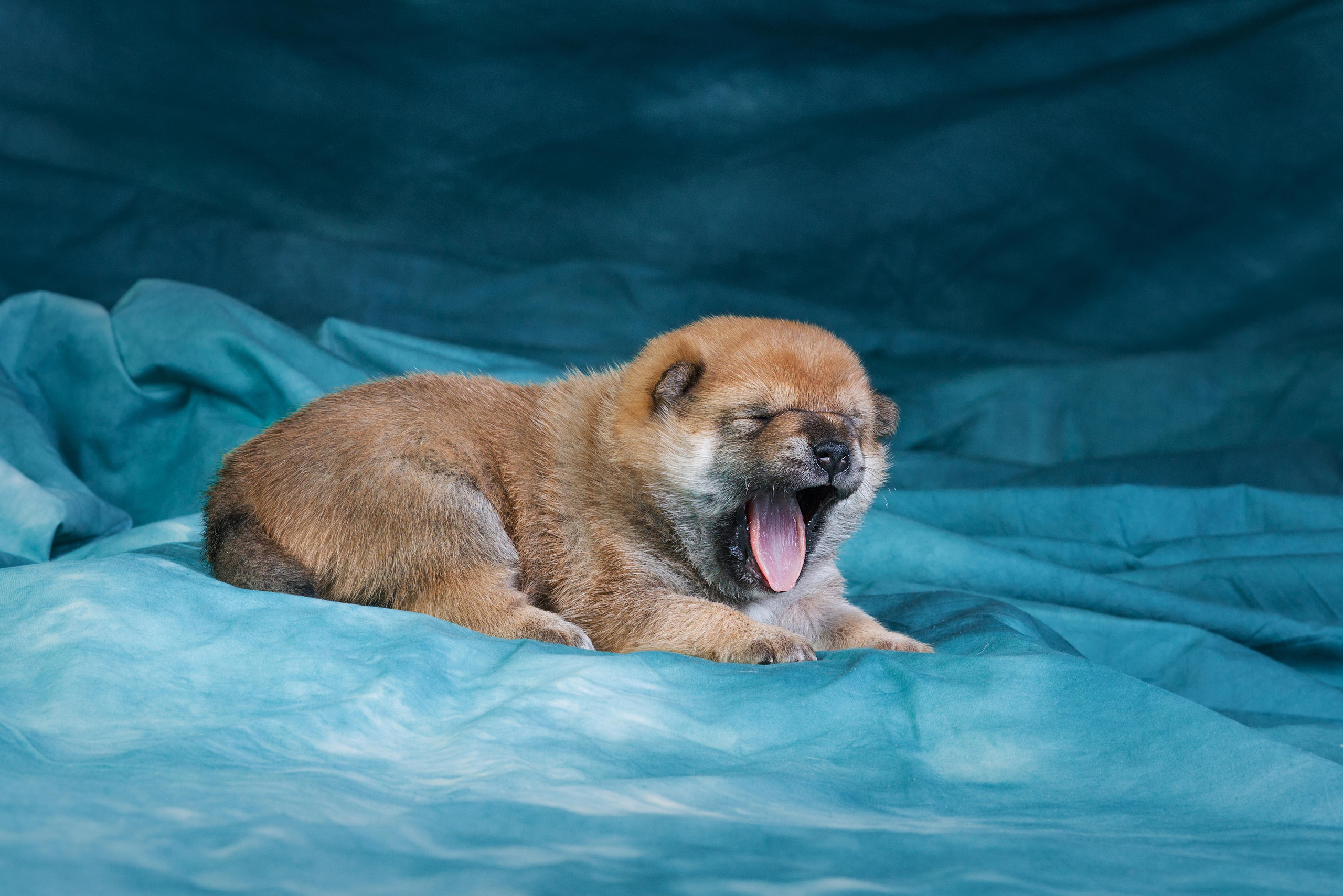Маленькие сибы <3. Дог-фотограф в Тюмени Александра Королева