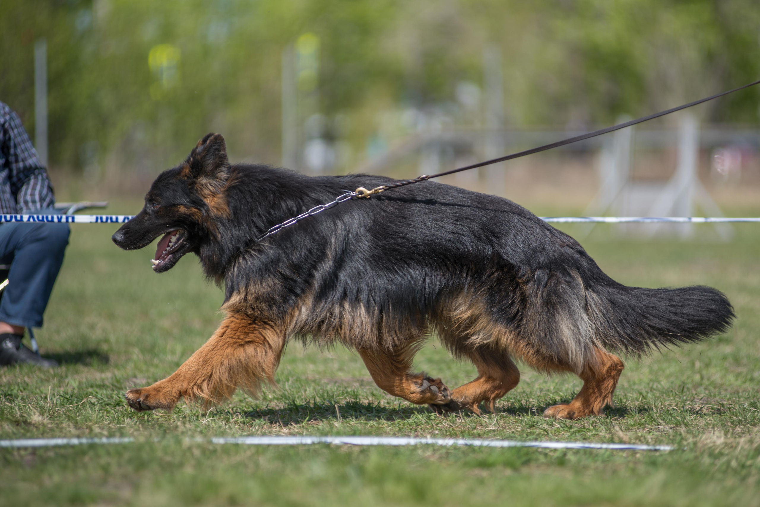 Монопородная выставка немецких овчарок 8 мая г. Челябинск. Дог-фотограф в Тюмени Александра Королева