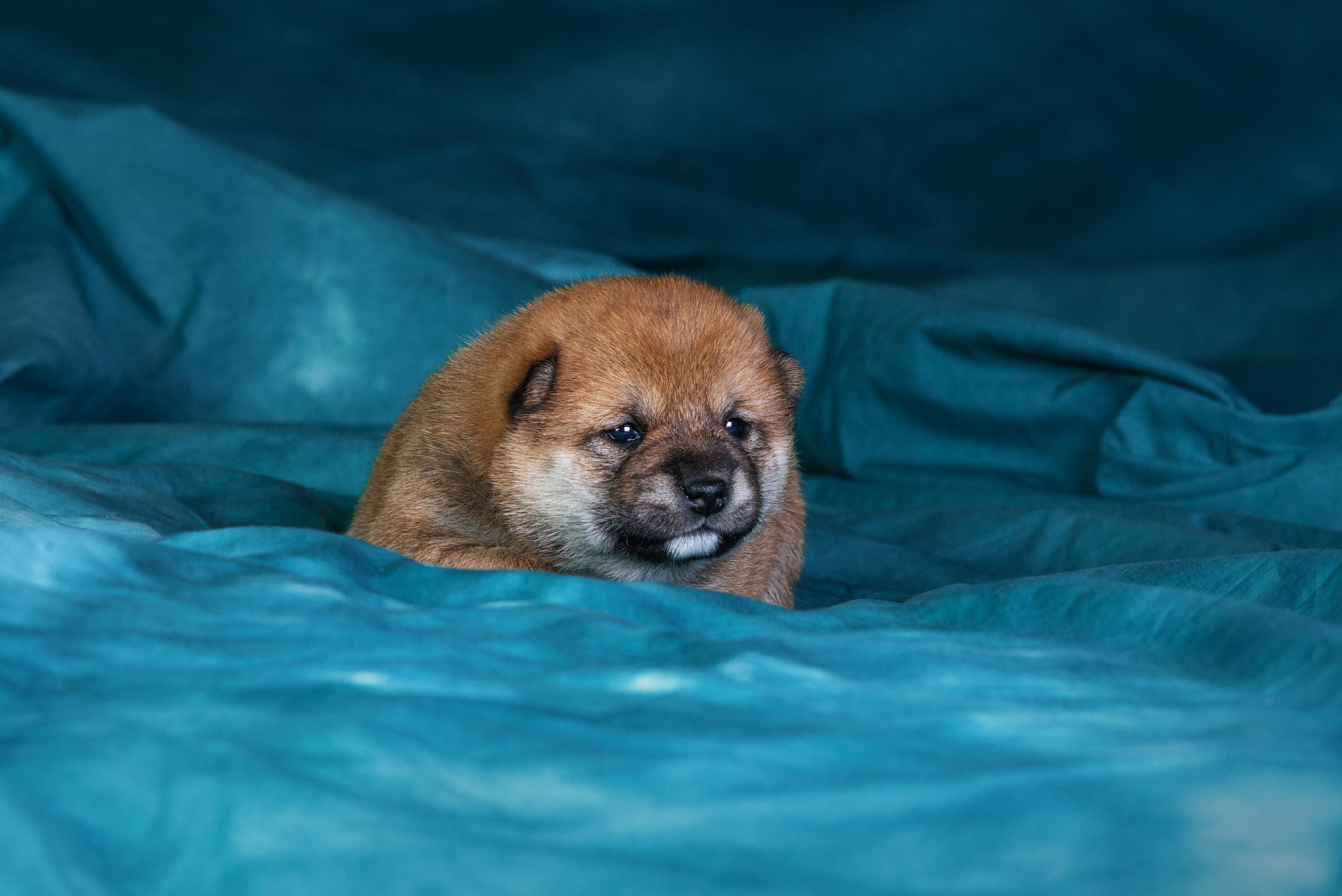 Маленькие сибы <3. Дог-фотограф в Тюмени Александра Королева