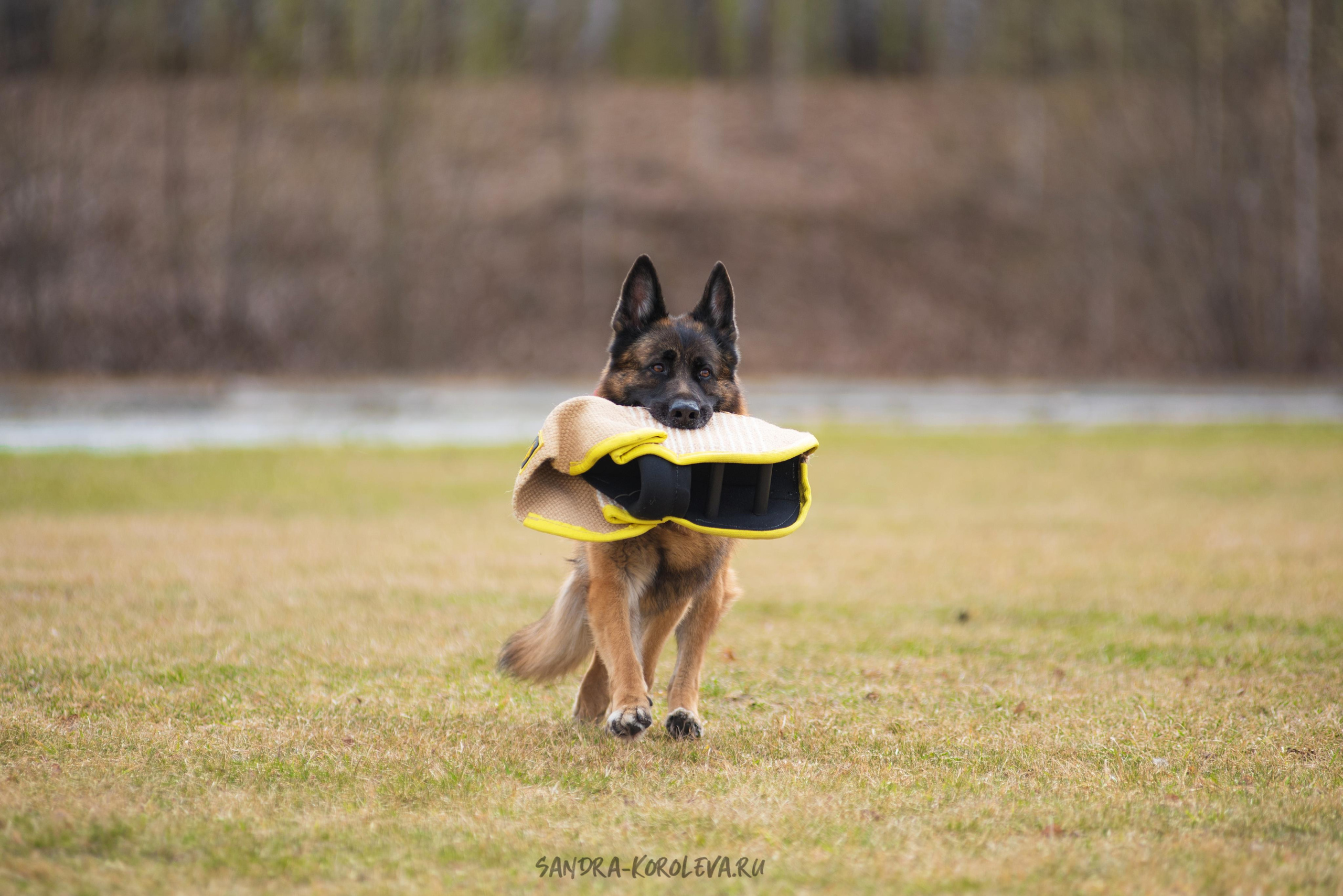 Тренинг с Сергеем Усковым май 2021 г.Тюмень. Дог-фотограф в Тюмени Александра Королева