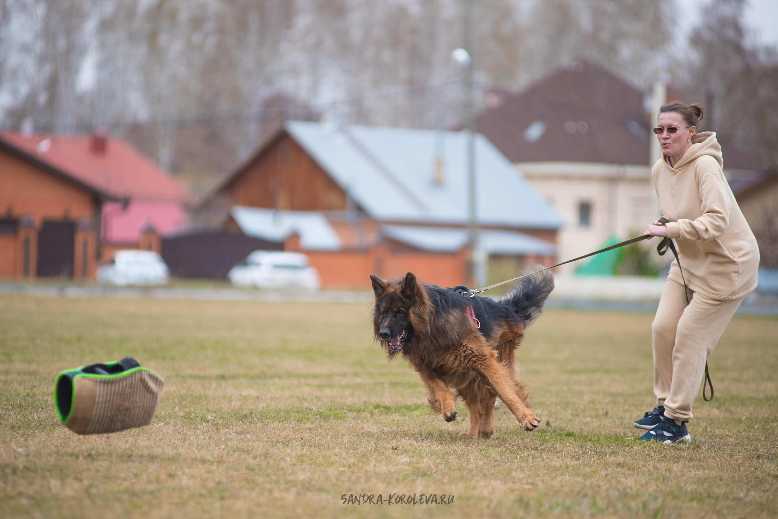 Тренинг с Сергеем Усковым май 2021 г.Тюмень. Дог-фотограф в Тюмени Александра Королева