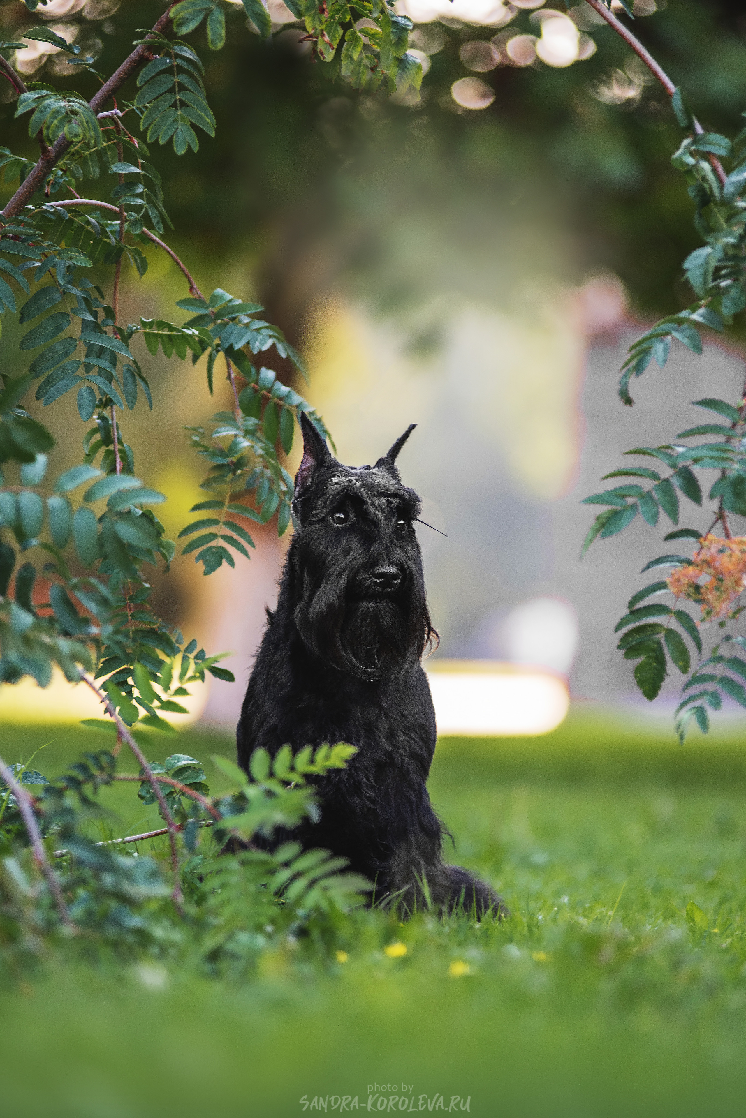 Цвергшнауцер. Дог-фотограф в Тюмени Александра Королева