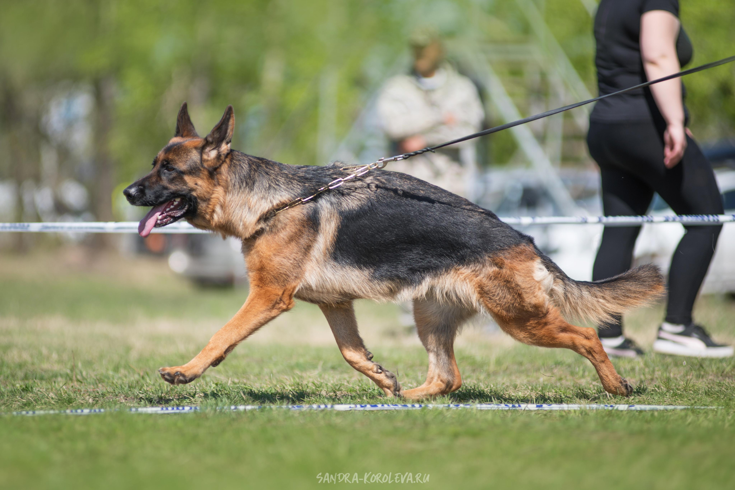 Монопородная выставка немецких овчарок 8 мая г. Челябинск. Дог-фотограф в Тюмени Александра Королева