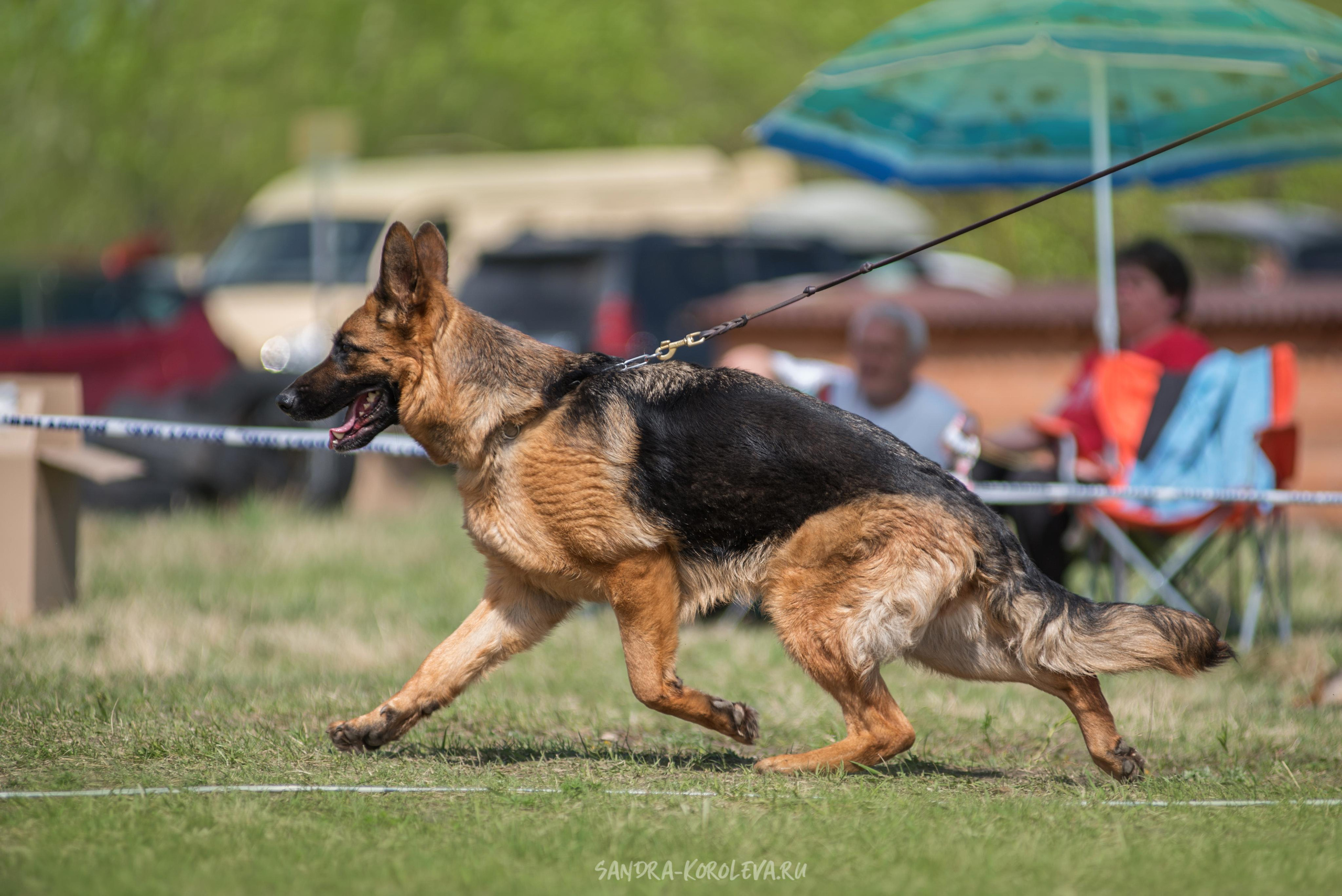 Монопородная выставка немецких овчарок 8 мая г. Челябинск. Дог-фотограф в Тюмени Александра Королева