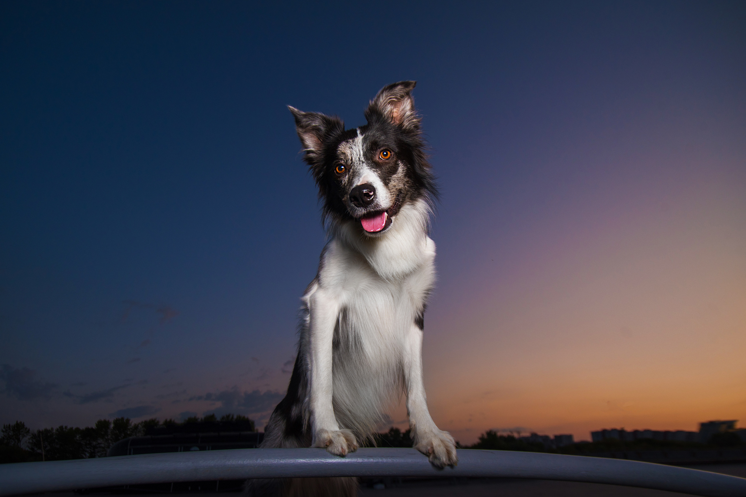 Мистер Тейси. Дог-фотограф в Тюмени Александра Королева