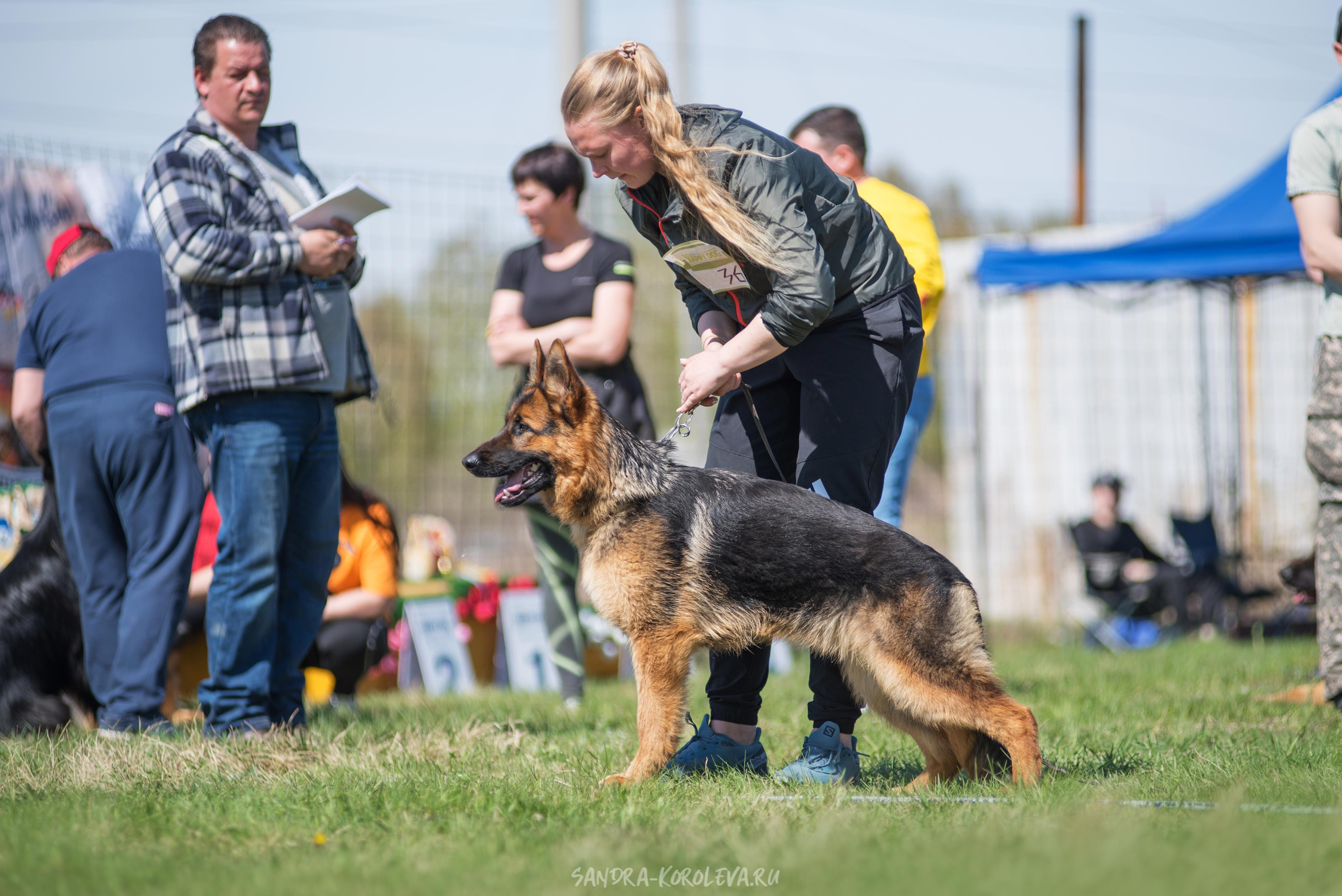 Монопородная выставка немецких овчарок 8 мая г. Челябинск. Дог-фотограф в Тюмени Александра Королева