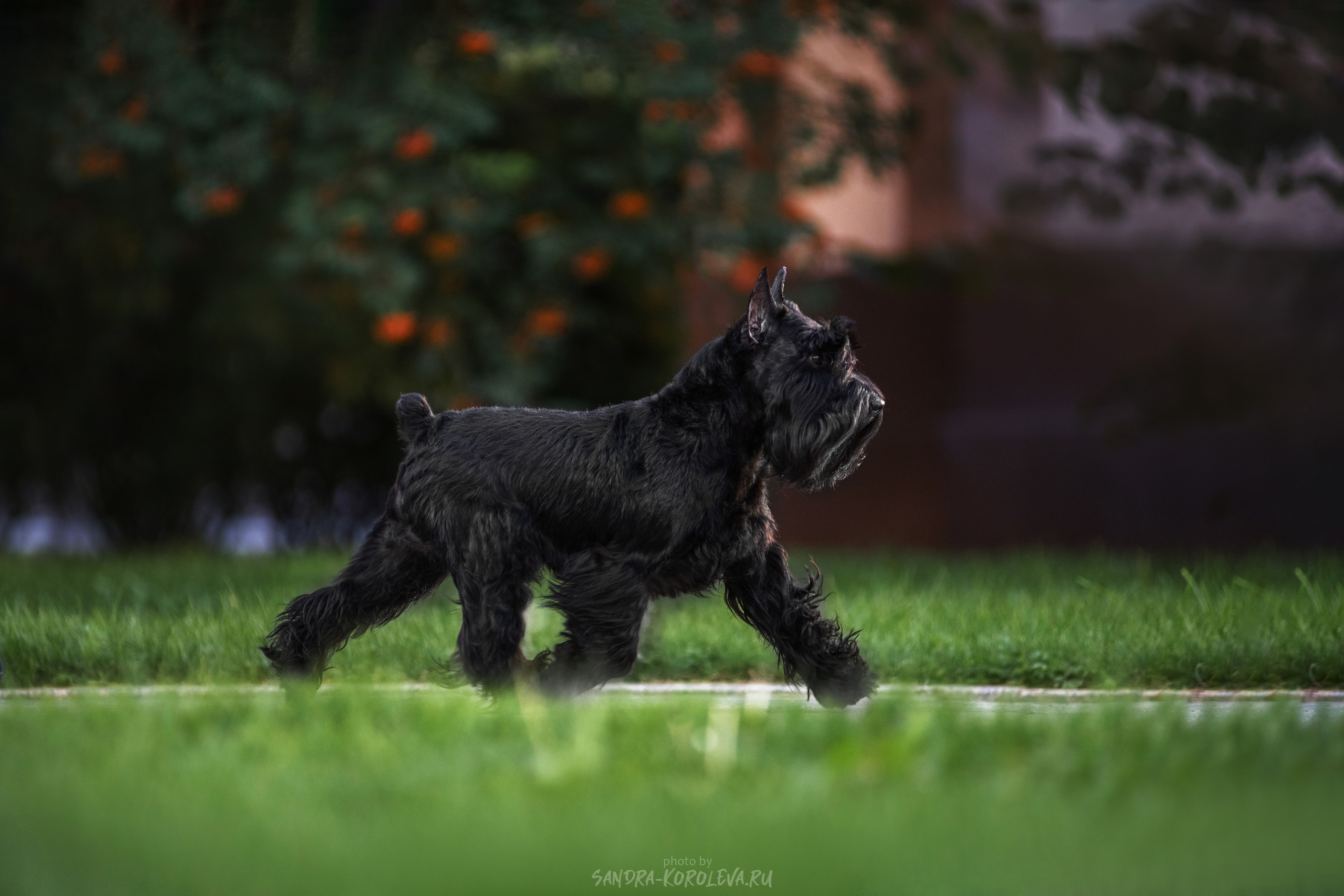 Цвергшнауцер. Дог-фотограф в Тюмени Александра Королева
