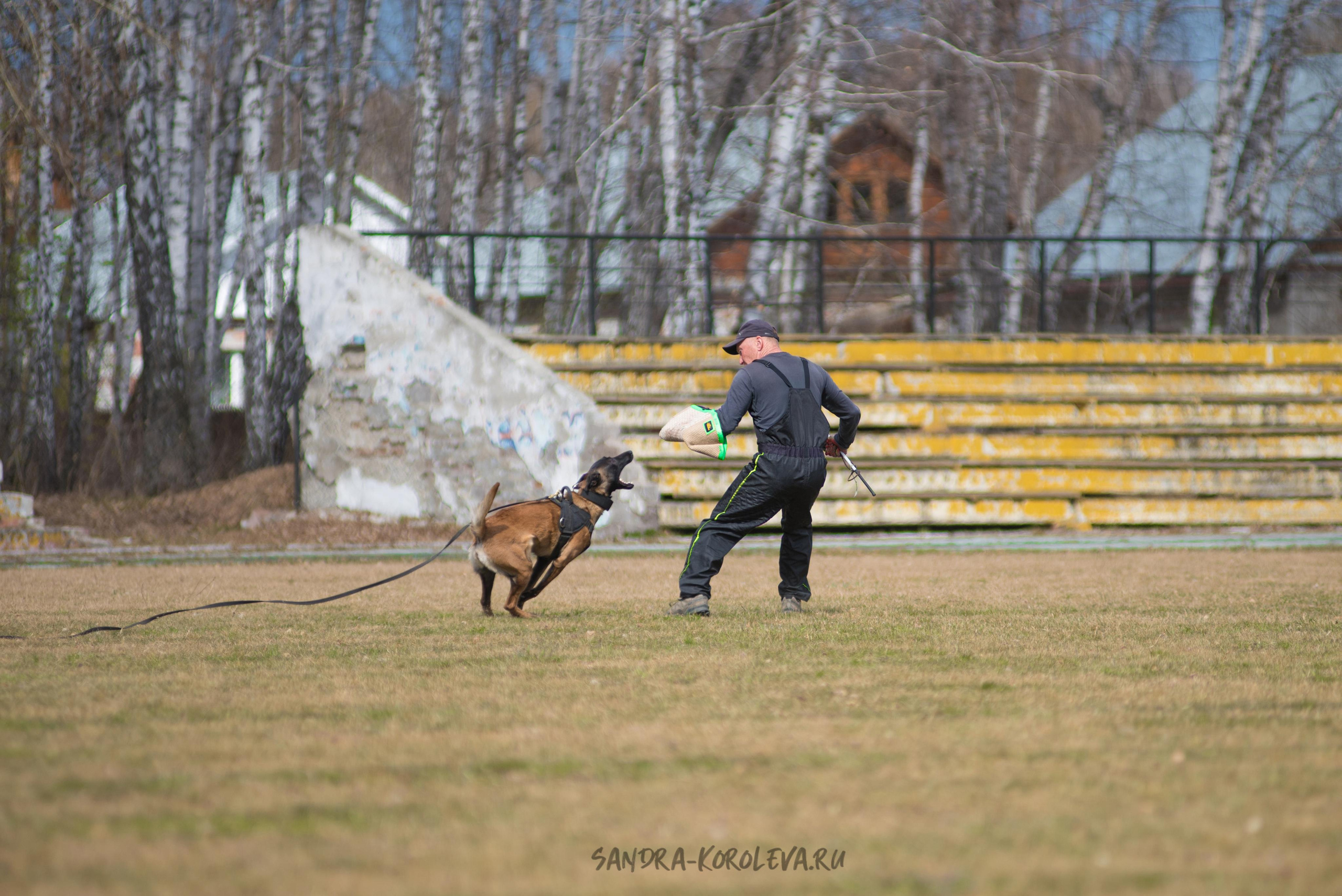 Тренинг с Сергеем Усковым май 2021 г.Тюмень. Дог-фотограф в Тюмени Александра Королева