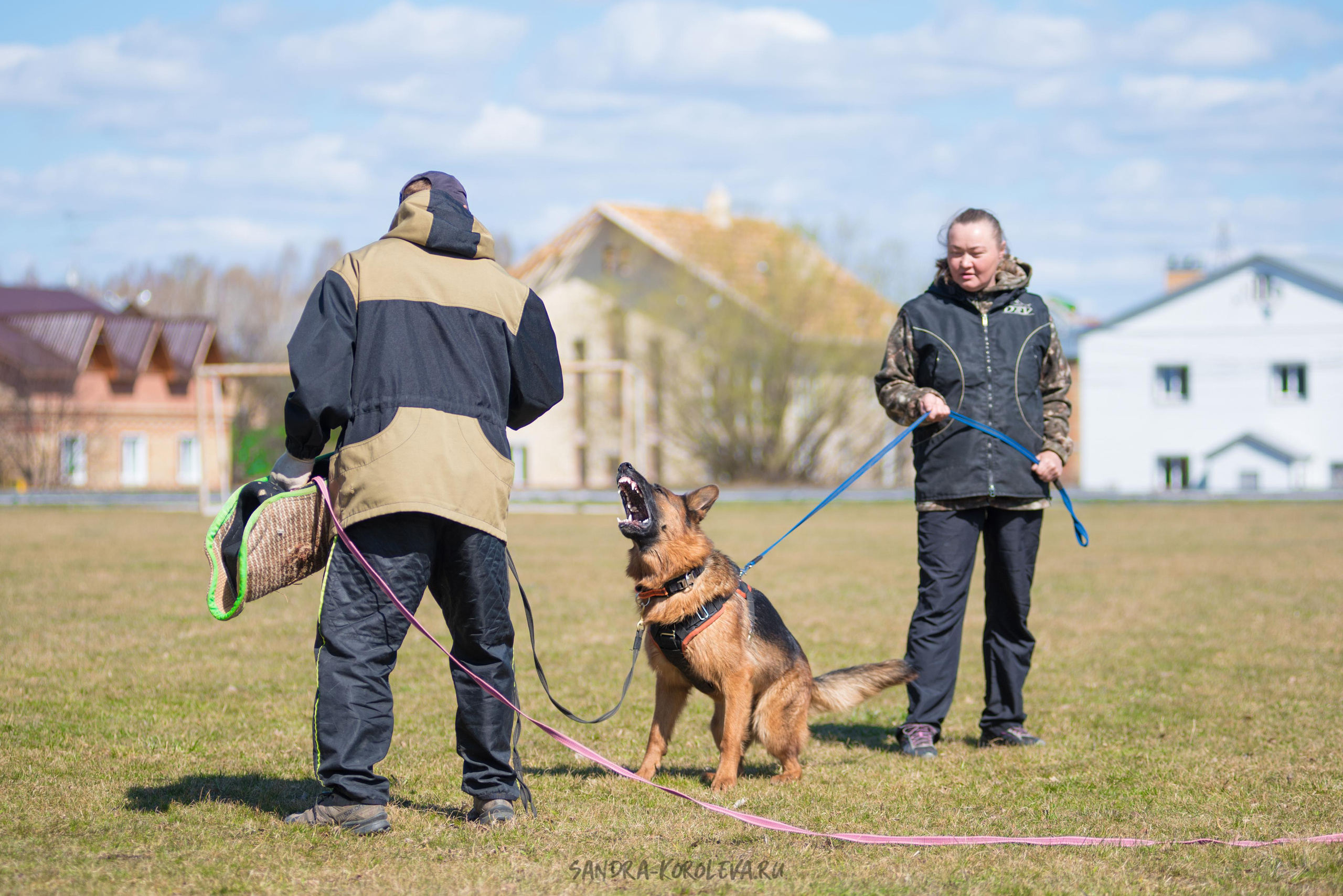 Тренинг с Сергеем Усковым май 2021 г.Тюмень. Дог-фотограф в Тюмени Александра Королева