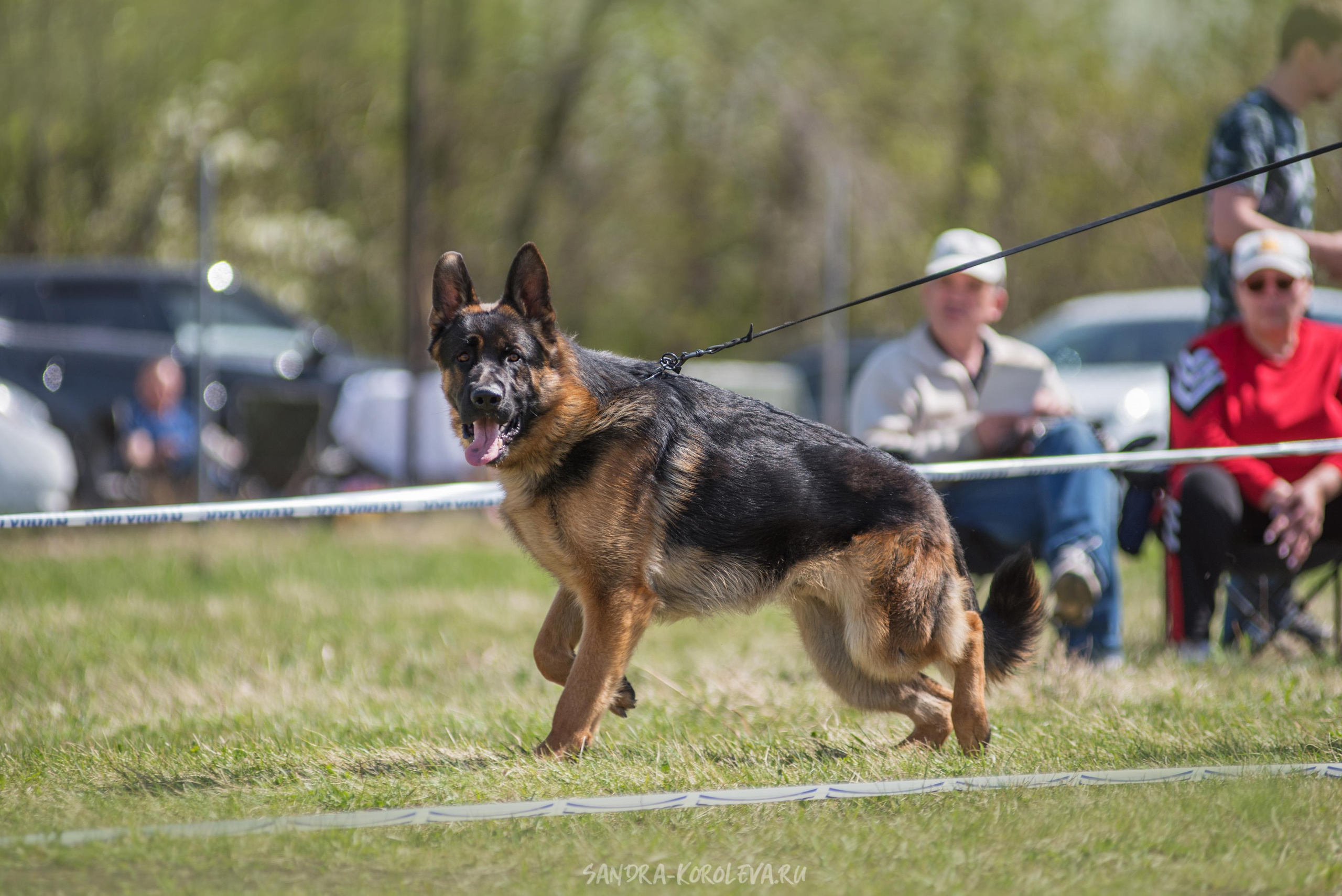 Монопородная выставка немецких овчарок 8 мая г. Челябинск. Дог-фотограф в Тюмени Александра Королева