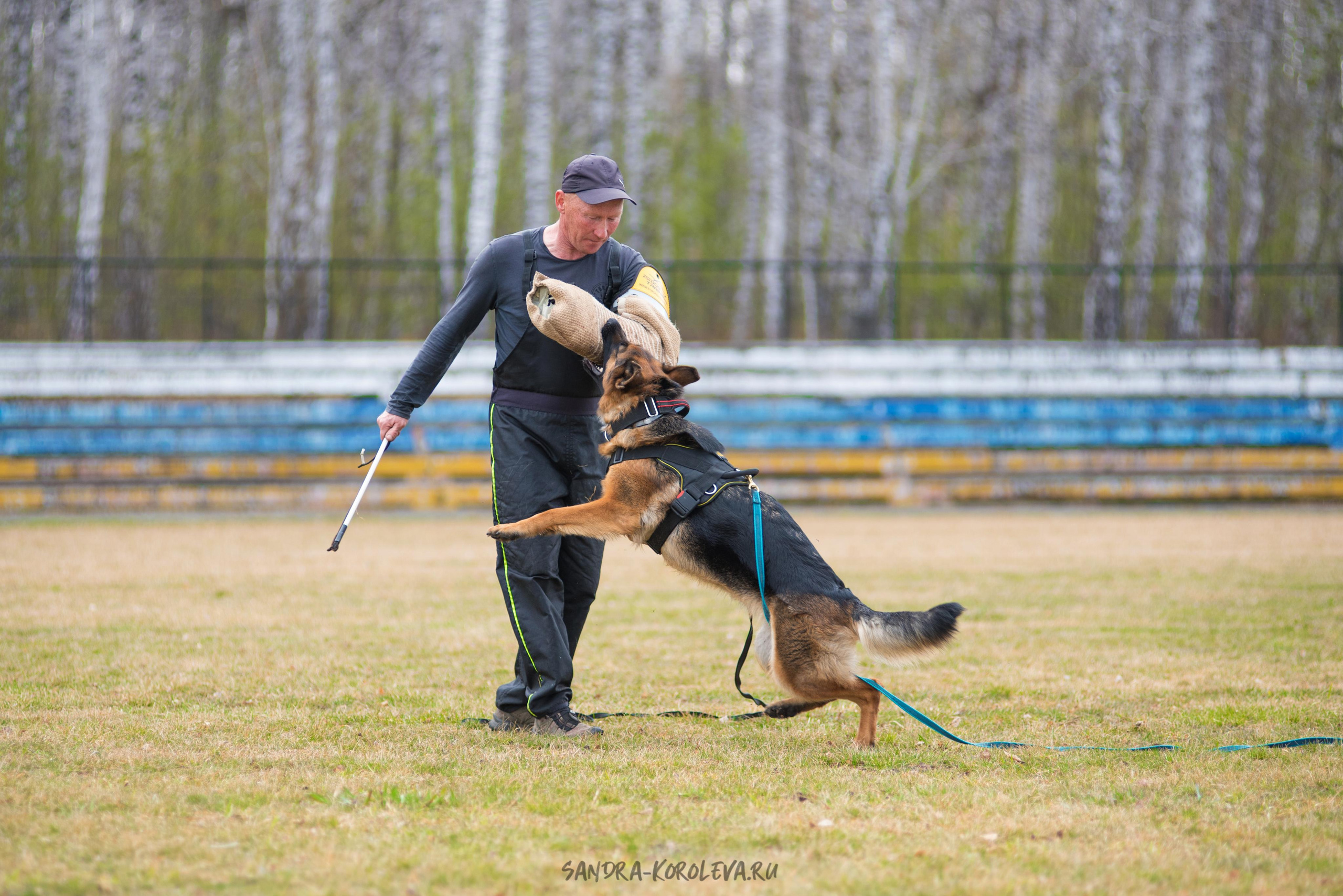 Тренинг с Сергеем Усковым май 2021 г.Тюмень. Дог-фотограф в Тюмени Александра Королева