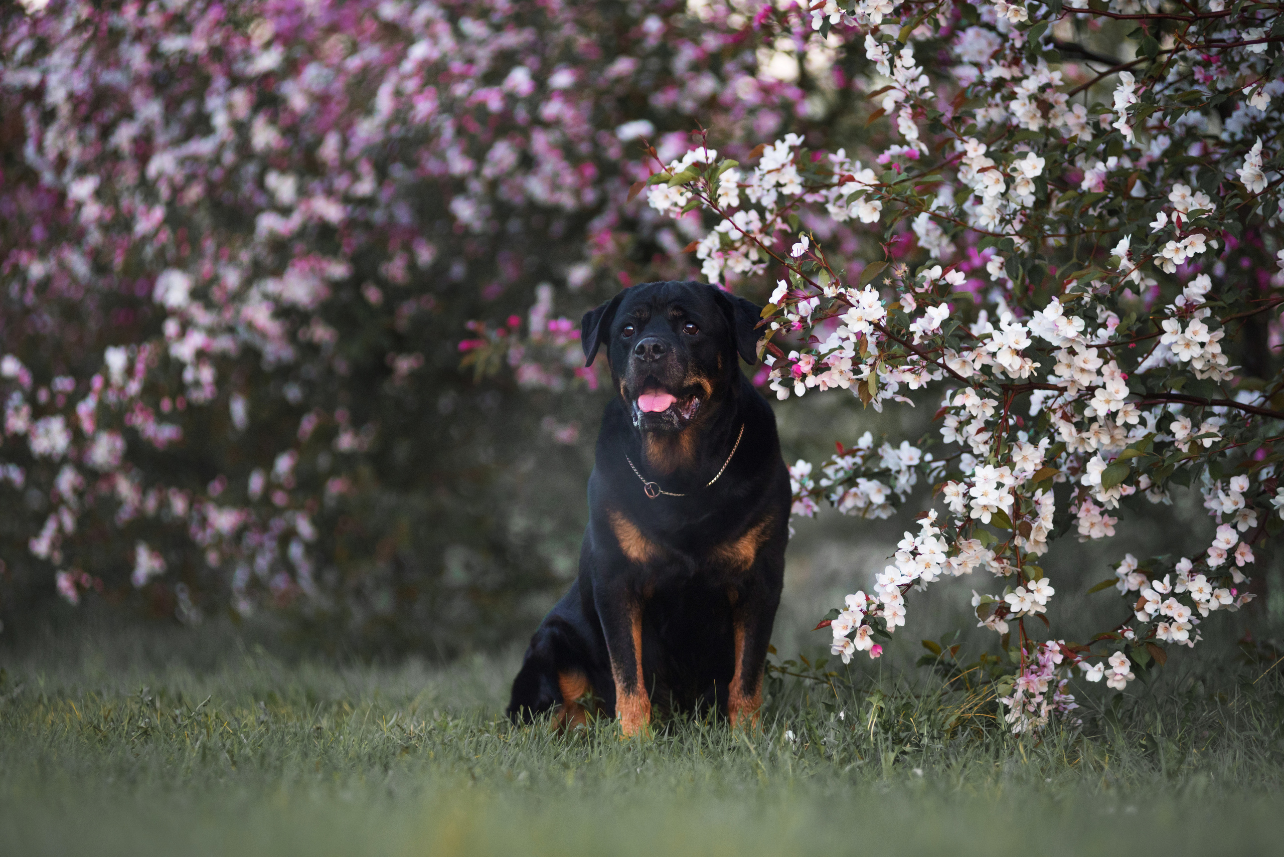 Лиза, Буня и Корж. Весна цветущая. Дог-фотограф в Тюмени Александра Королева